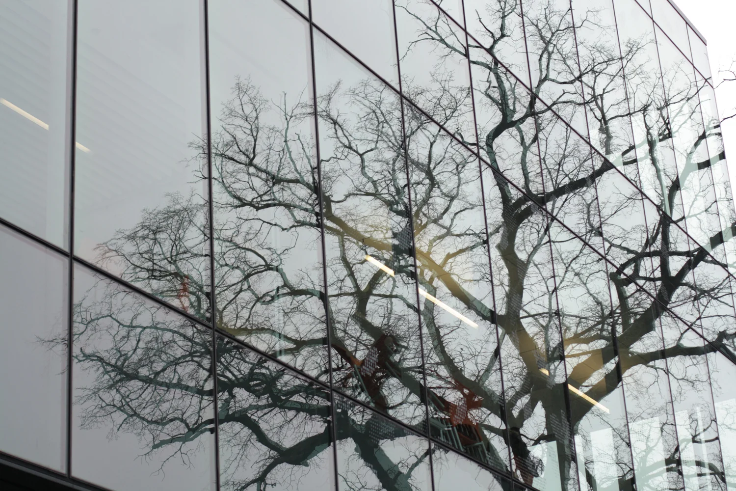 B16_Jan08_Tree_Library_Windows.jpg