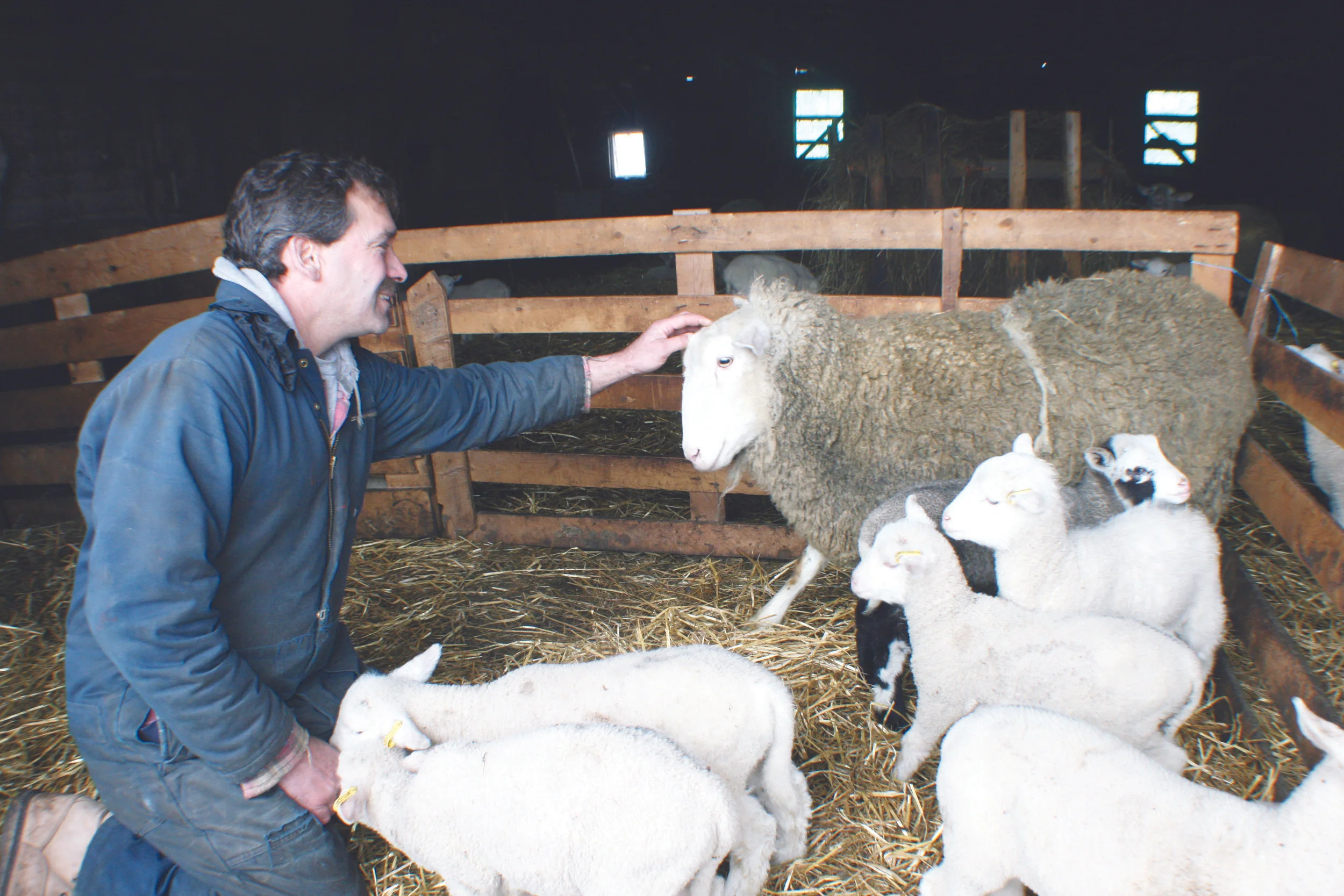 Sheep producer Murray Deman tends to his flock recently. Shown here, he has a special pat for one of the two ewes that gave birth to five lambs this year. (Joan LeBlanc photos)