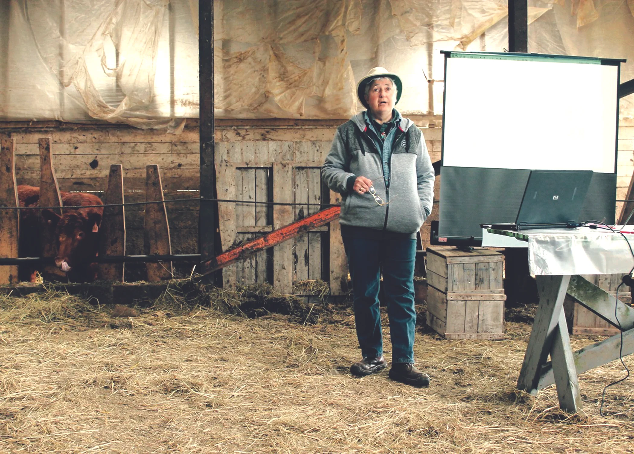 Jane Morrigan held a well-attended humane cattle handling workshop at Dean and Catherine Manning’s mixed farm in Falmouth, N.S., on June 17. (Emily Leeson photos)