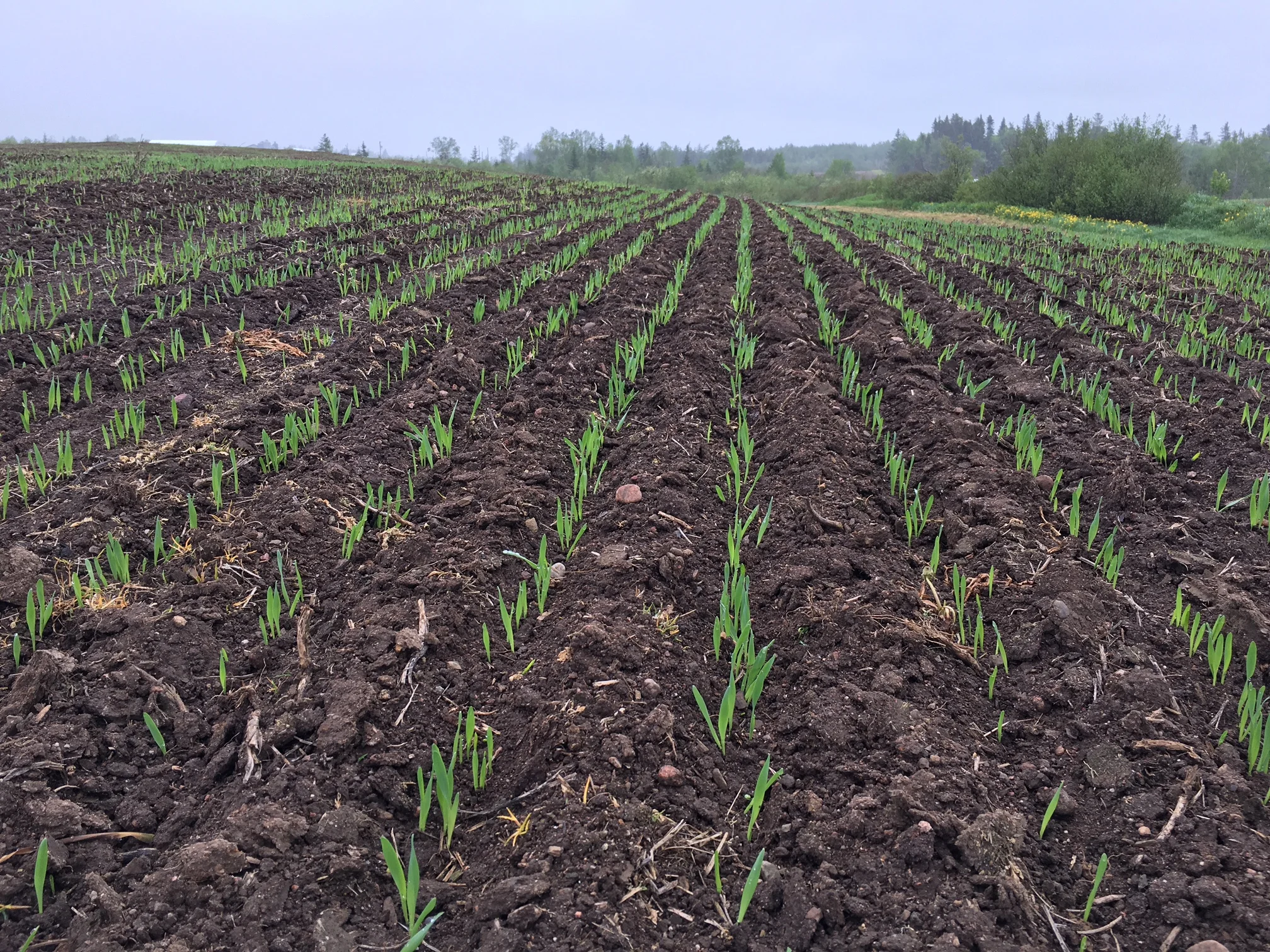 Newfoundland and Labrador’s inaugural malting barley crop has taken root at Ian Richardson’s Larch Grove Farm in Cormack.