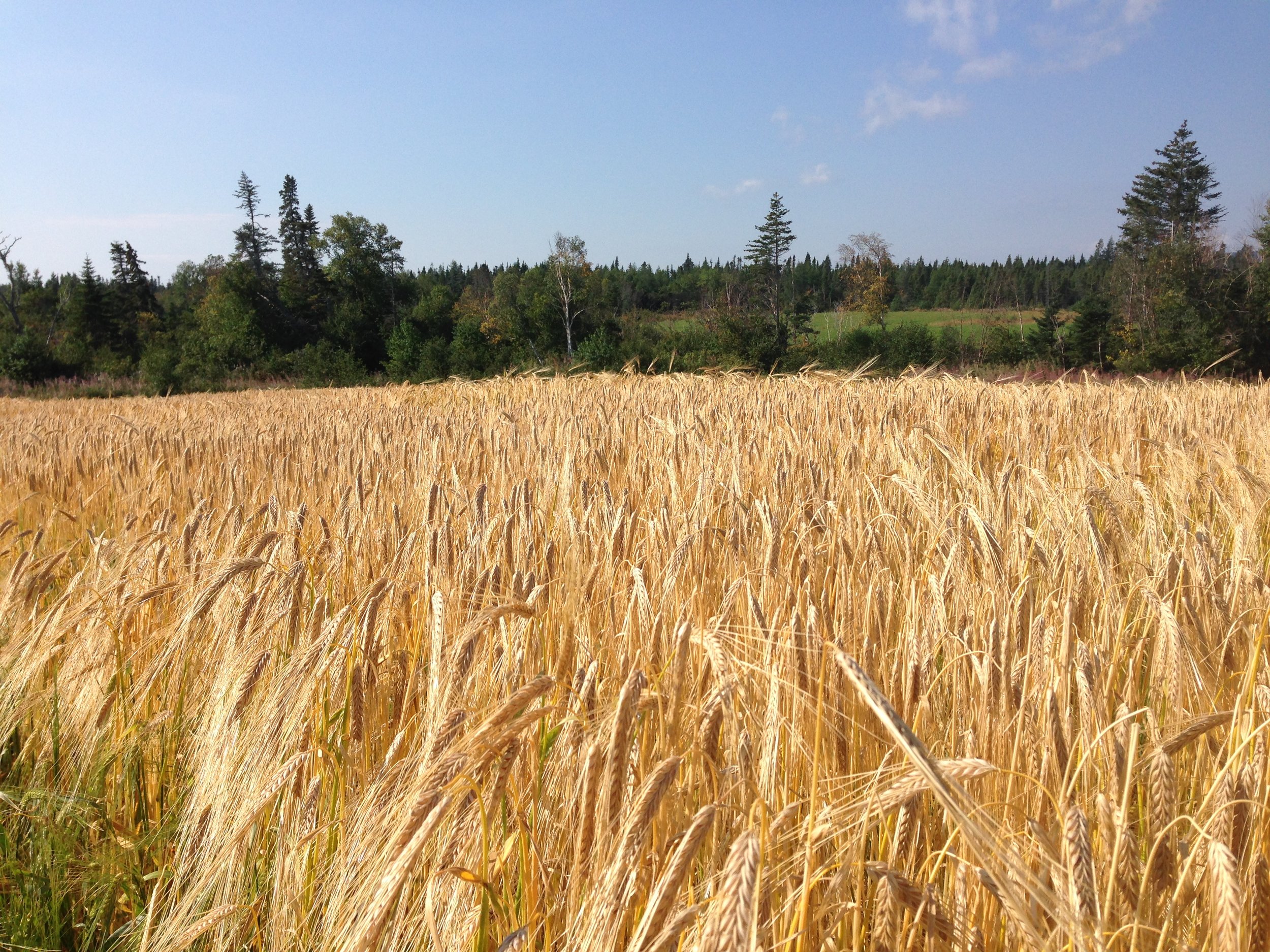 In 2016, 15 acres of Cerveza barley was planted as a feed crop at Larch Grove Farm in Cormack, N.L. The small acreage allowed researchers to assess the barley under conventional management in preparation for the malting barley project.