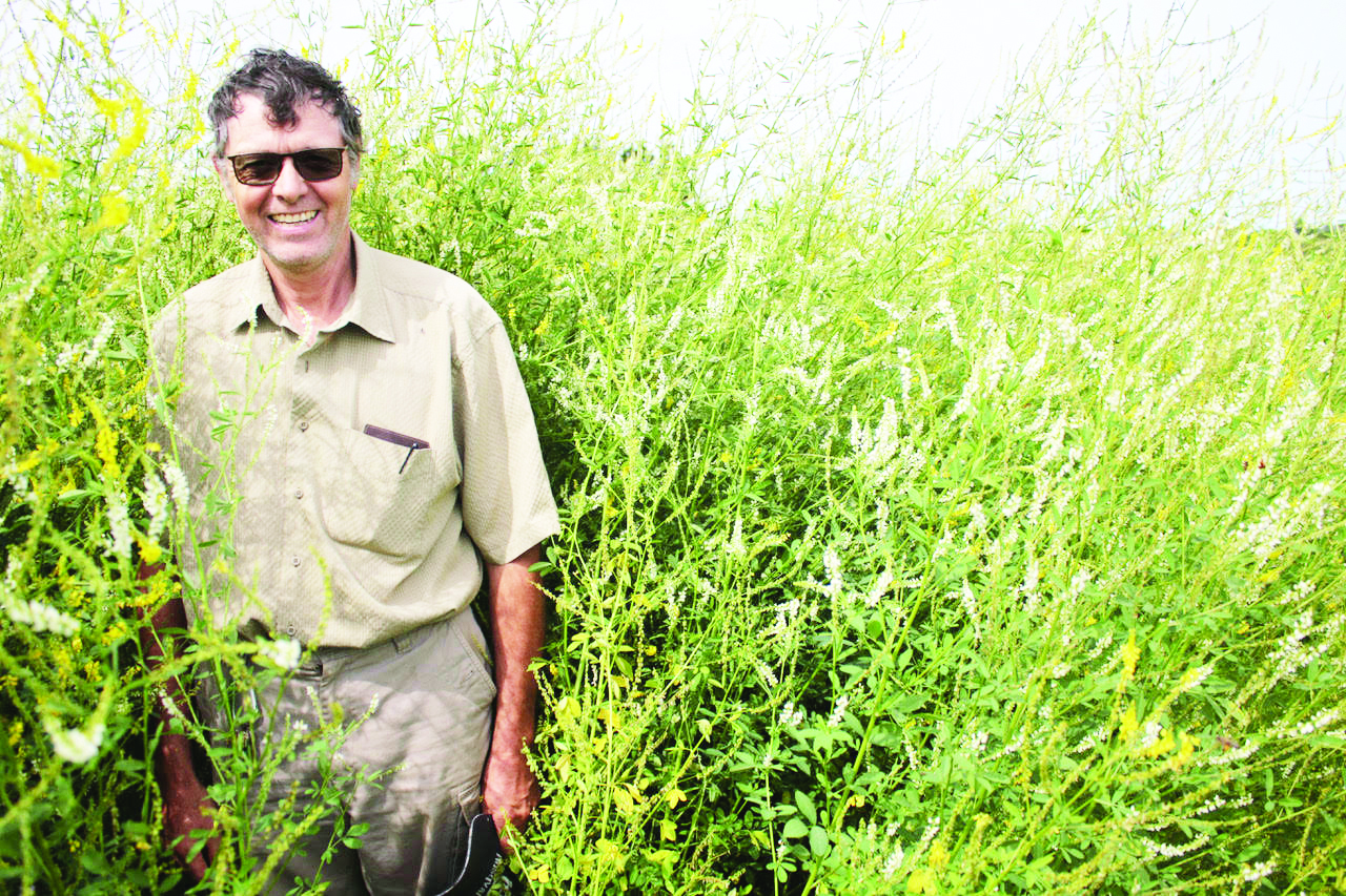 Roger Henry, a research technician with Agriculture and Agri-Food Canada, is pictured in late July among the Yellow blossom sweet clover planted in a bee pasture at the Harrington Research Centre north of Charlottetown. (Wayne Riley photo)