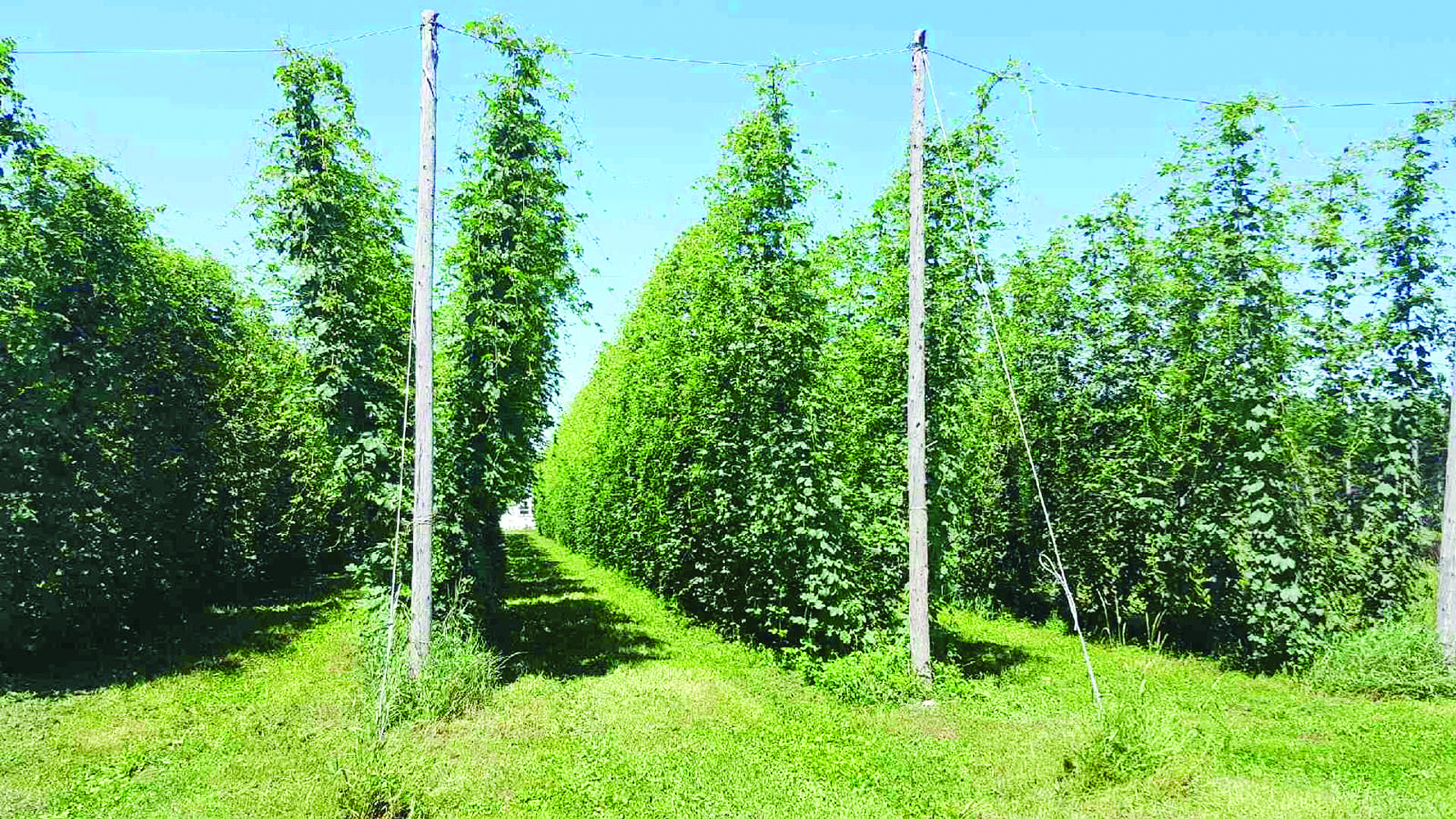 Hop plants, such as these at the Brooks-Bridge Hops farm near Grand Falls, N.B., can grow as tall as five metres, but don’t grow tendrils as true vines do. (Submitted photo)