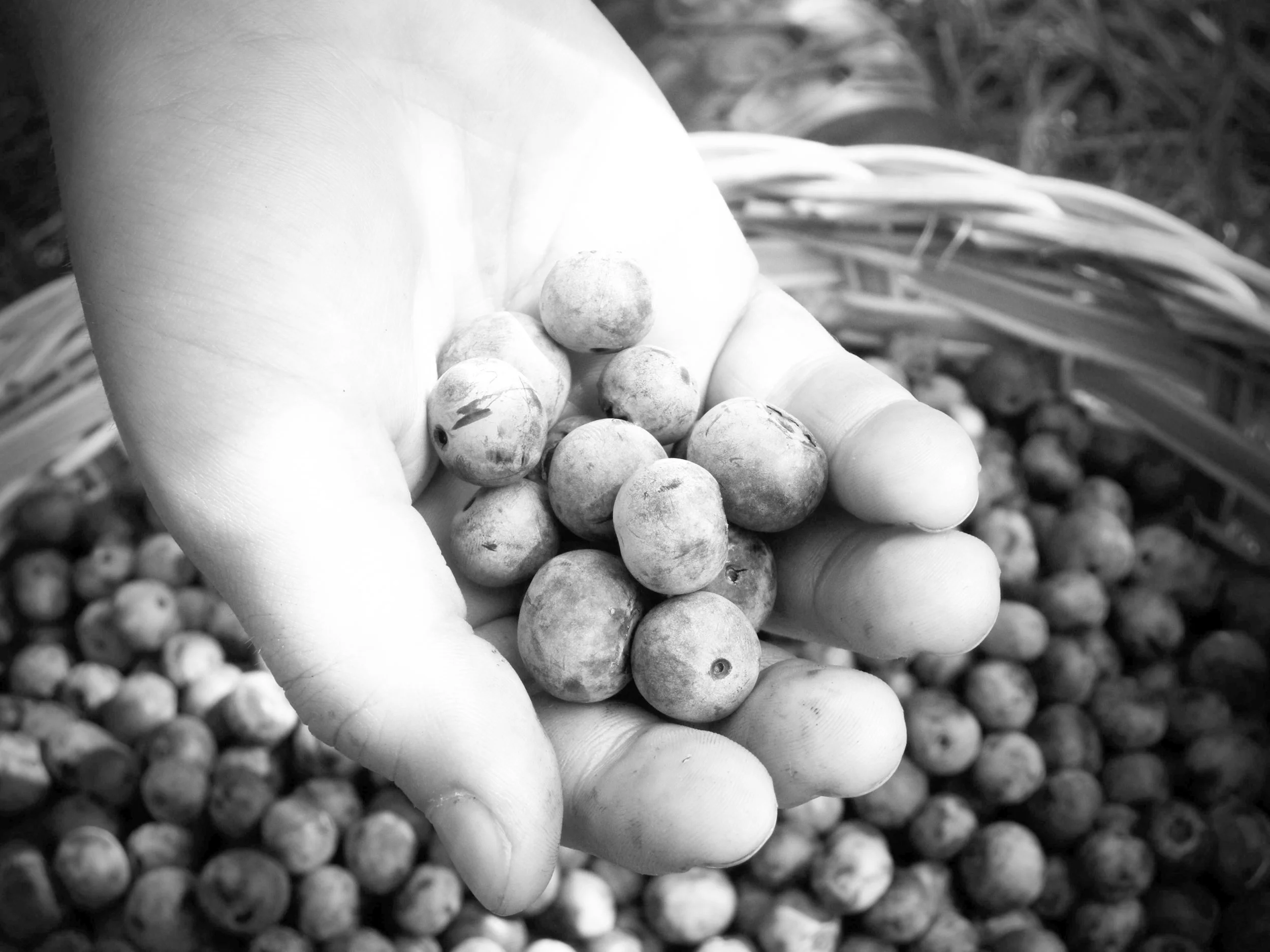 blueberries.jpg