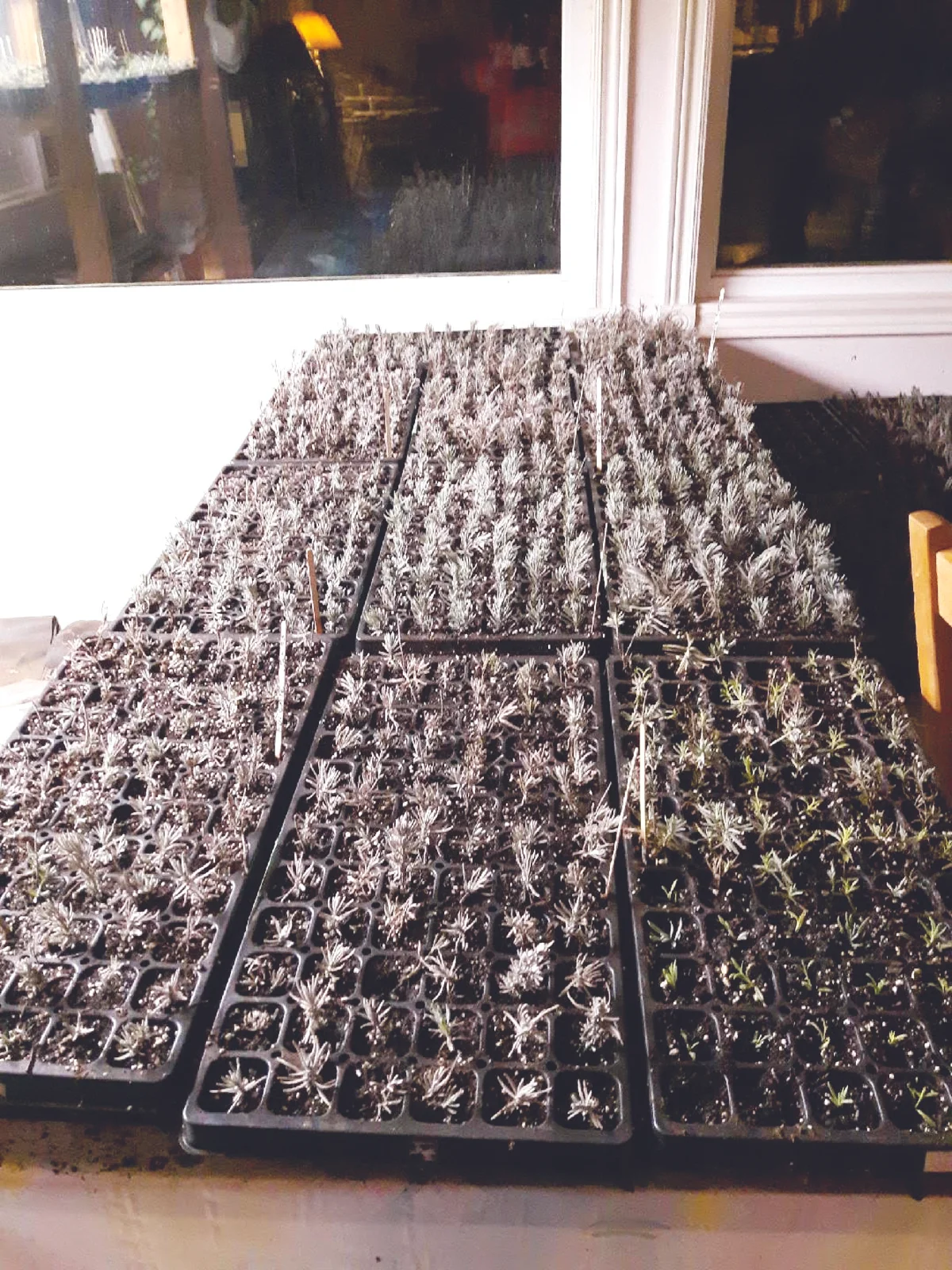 Lavender cuttings from field-grown mother plants. (Submitted photo)