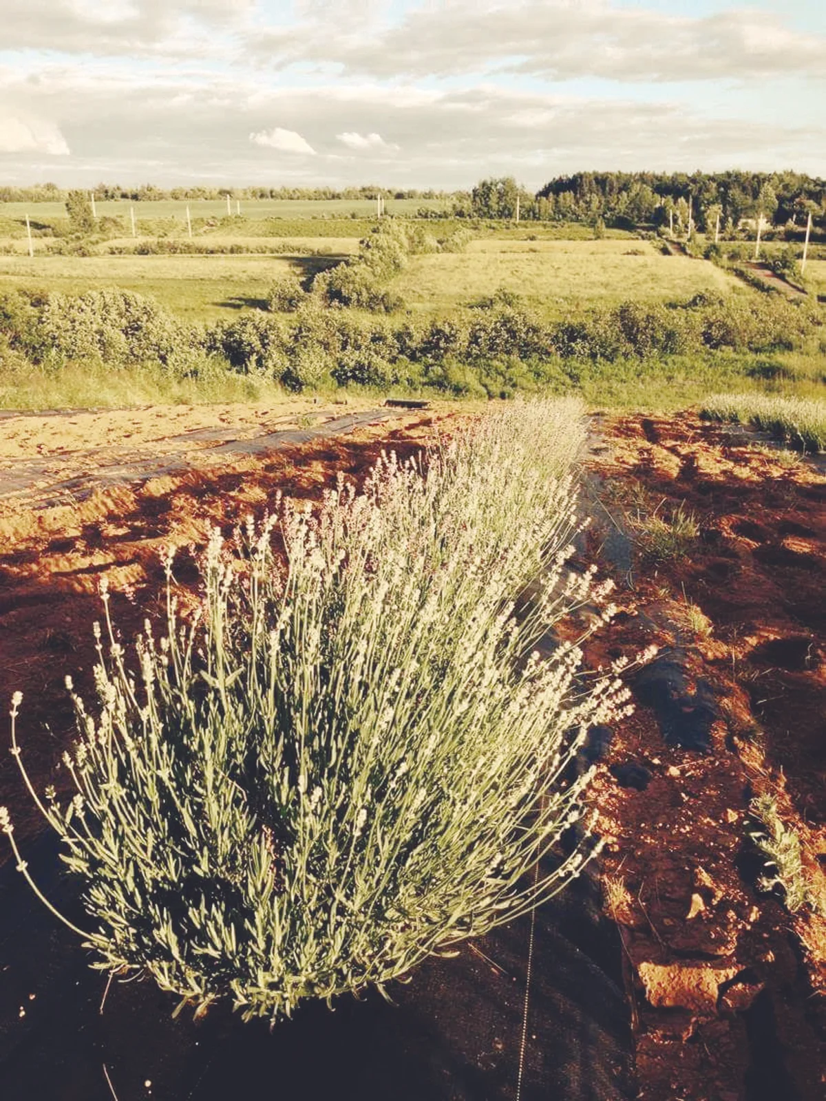 A row of lavender protected by weed barrier cloth, with tilled soil on top of the cloth to secure it. (Submitted photo)