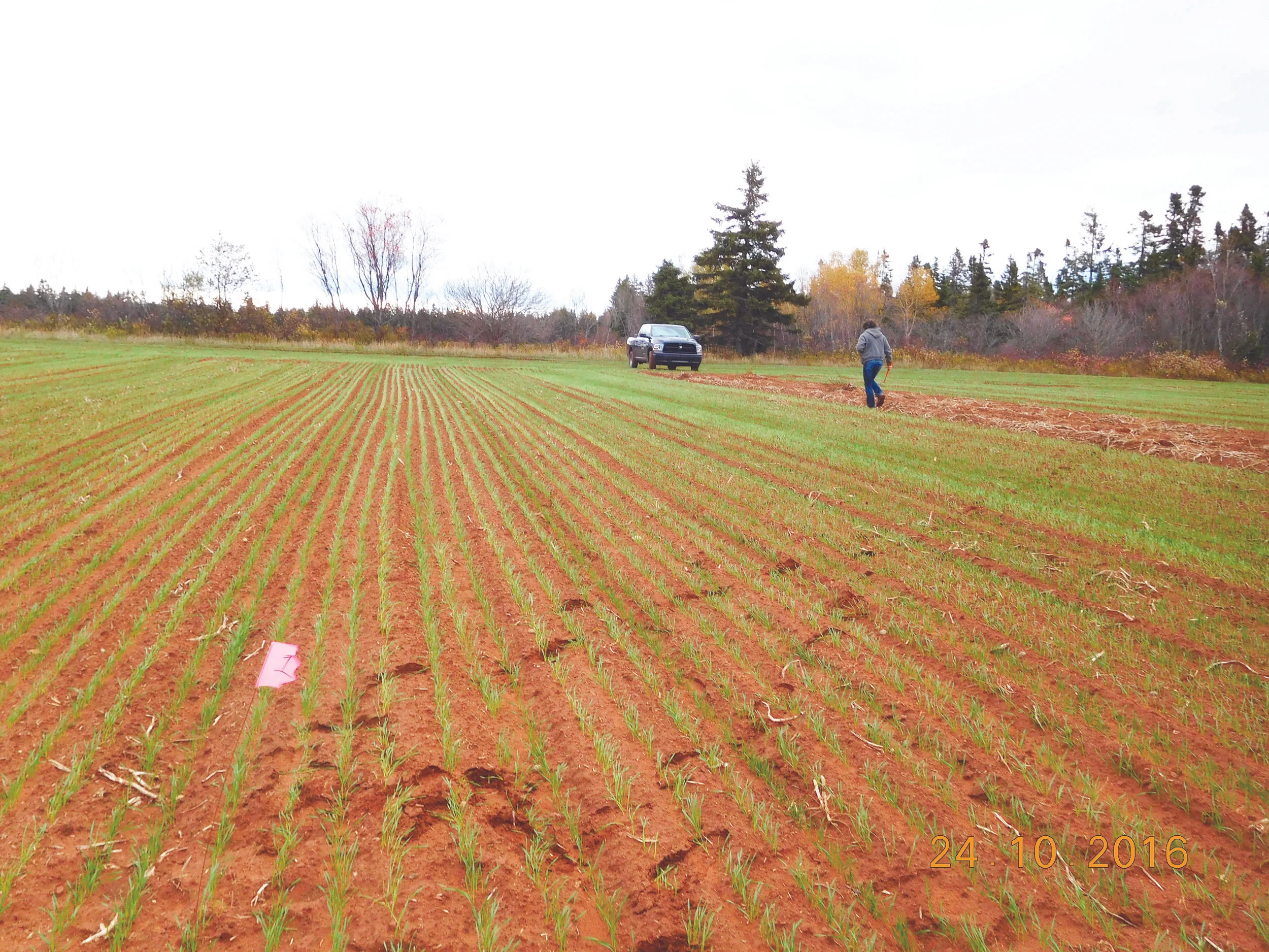 Winter wheat planted in a field after the potato harvest on the Ramsay farm in the Kensington area of Prince Edward Island shown on Oct. 24, 2016. Agriculture and Agri-Food Canada scientists collaborate with the Ramsays on research. Planting winter cereals following the potato harvest offers multiple benefits, such as protecting soil against erosion and scavenging residual nitrate. Winter cereals are also a potential source of revenue for farmers. 