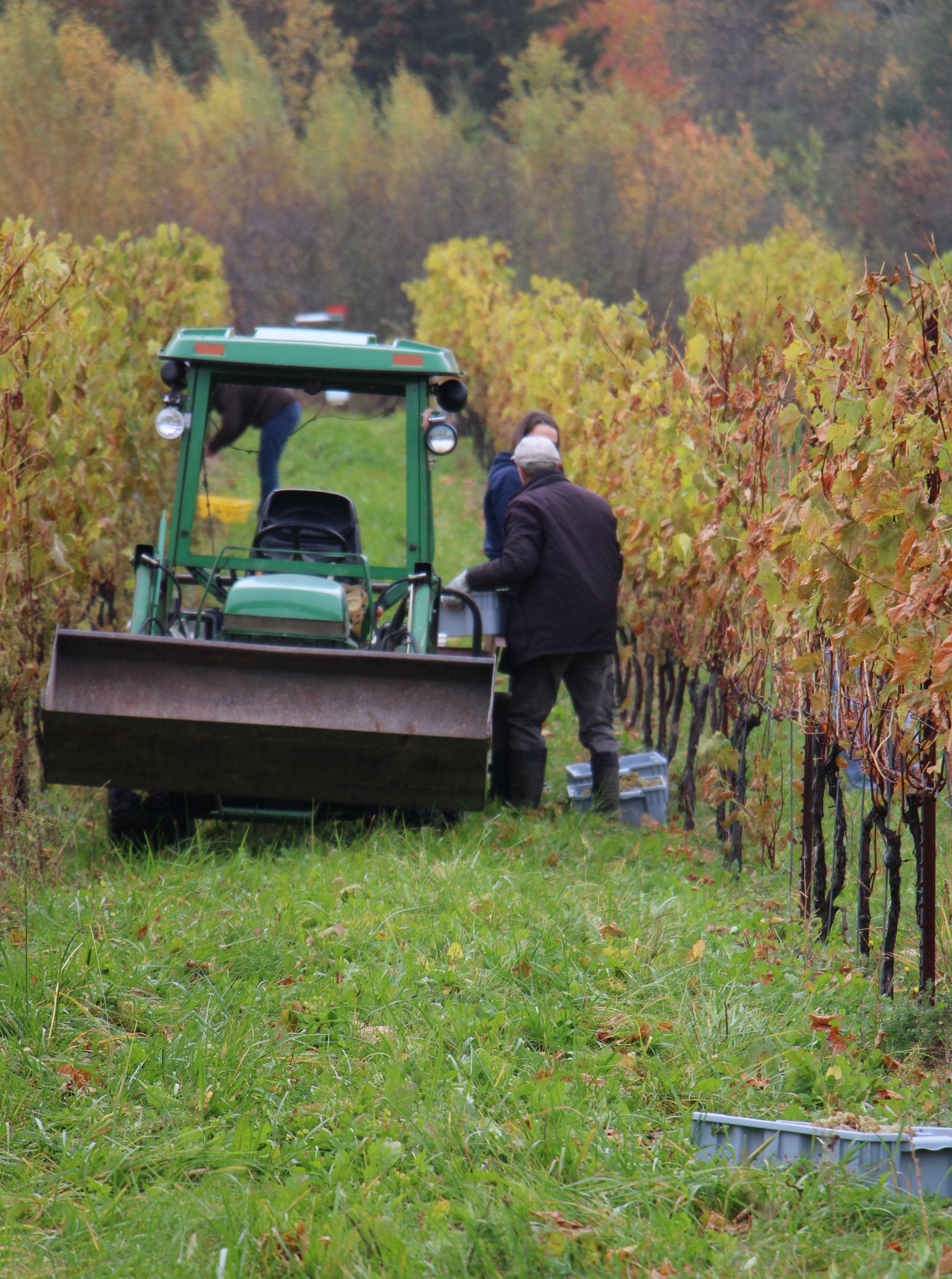 FF Nov. 19 N.B. Grape Harvest Pic 1.JPG