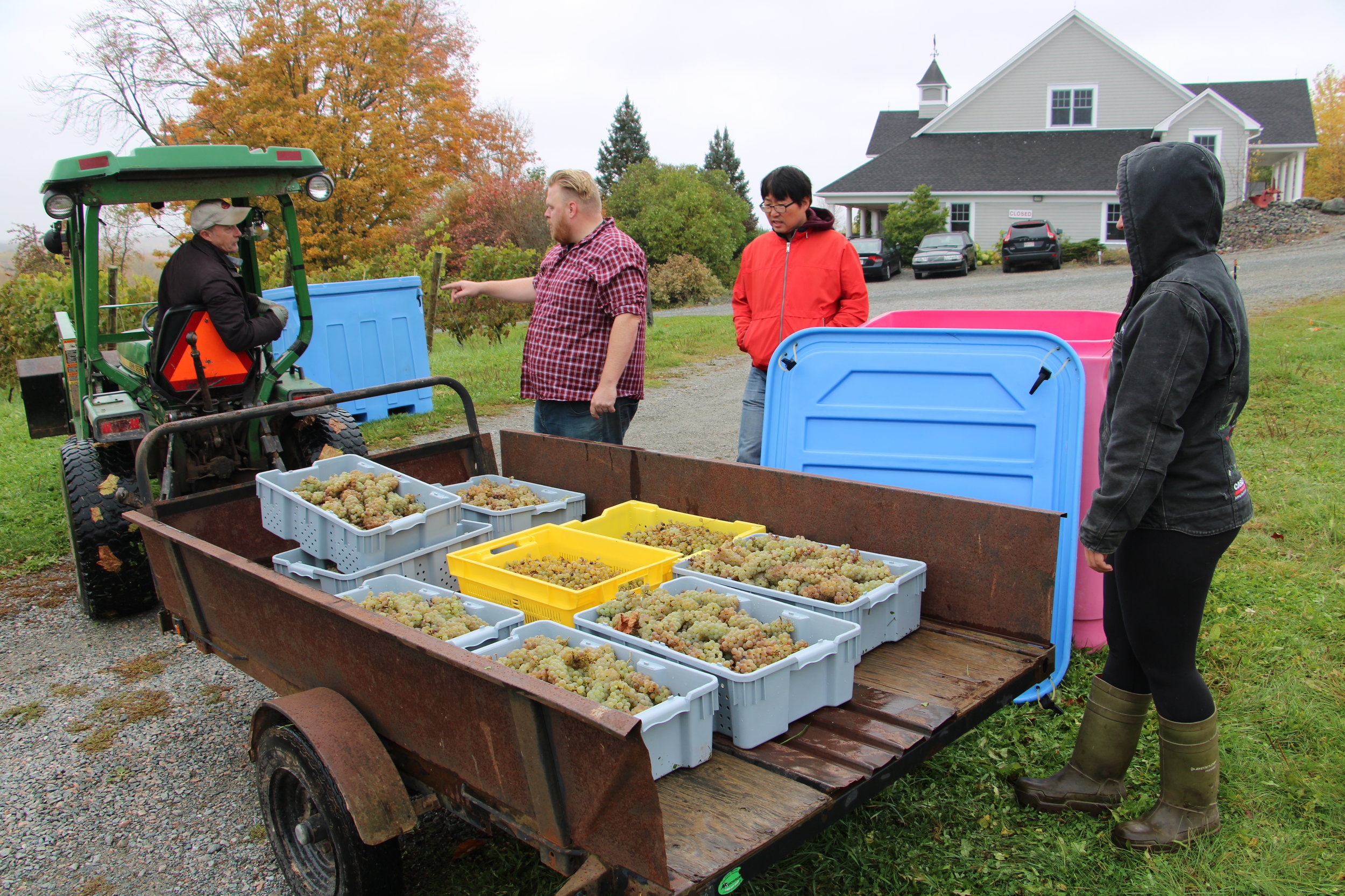 FF Nov. 19 N.B. Grape Harvest Pic 3.JPG