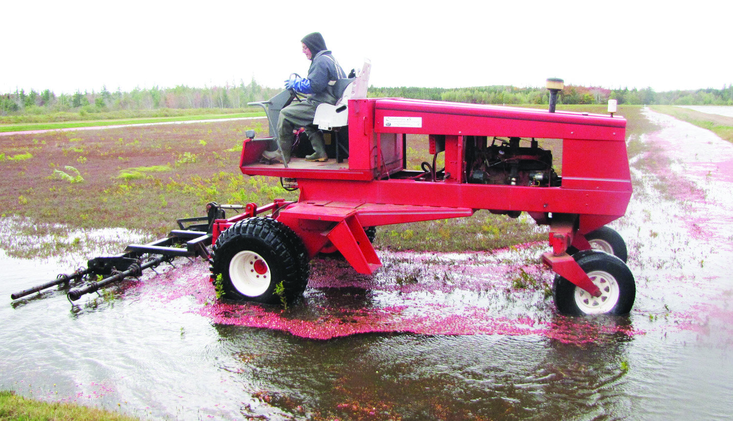 FF Nov. 20 Cranberry Farm Profile Pic 4.JPG