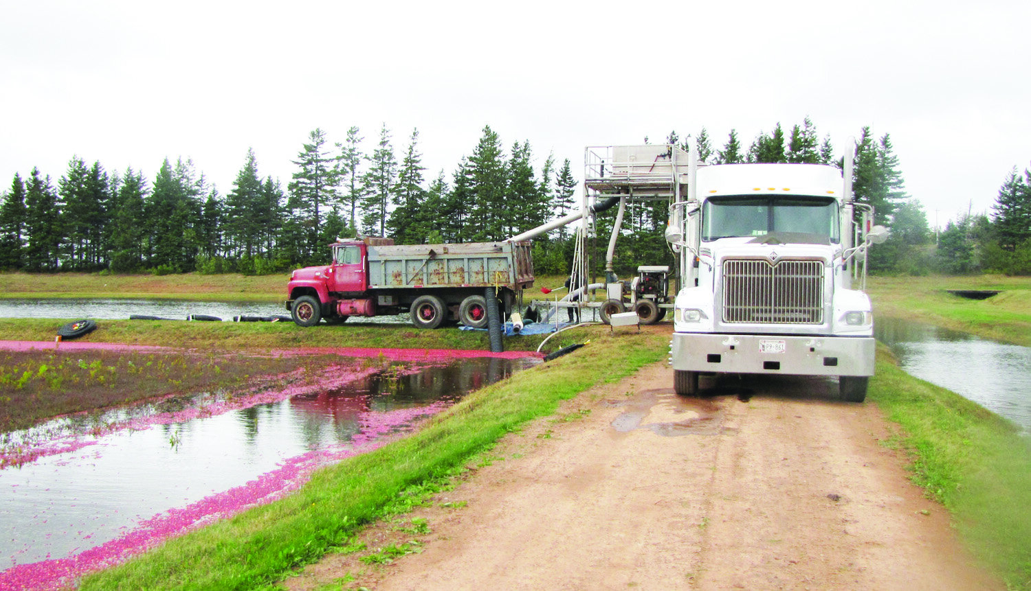 FF Nov. 20 Cranberry Farm Profile Pic 6.JPG