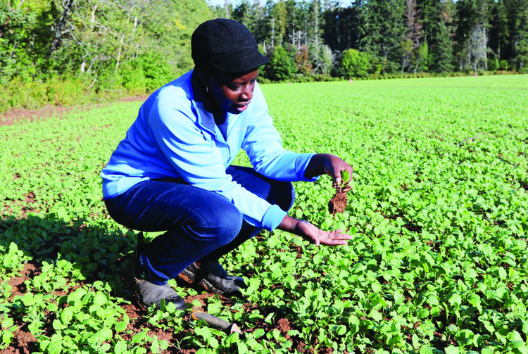 Cover crop research
