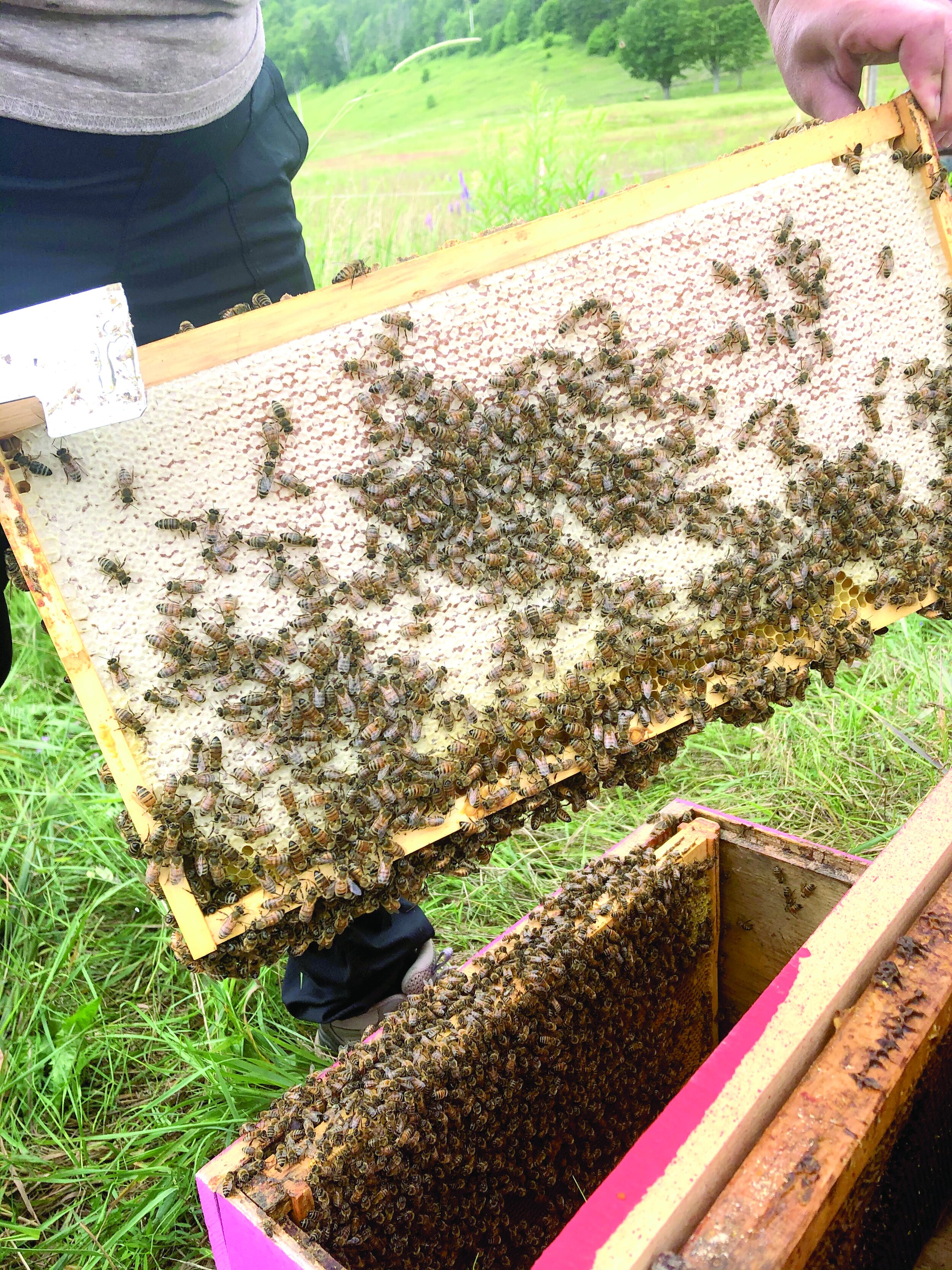 IMG_2073 - solid honey frame with bees.jpg