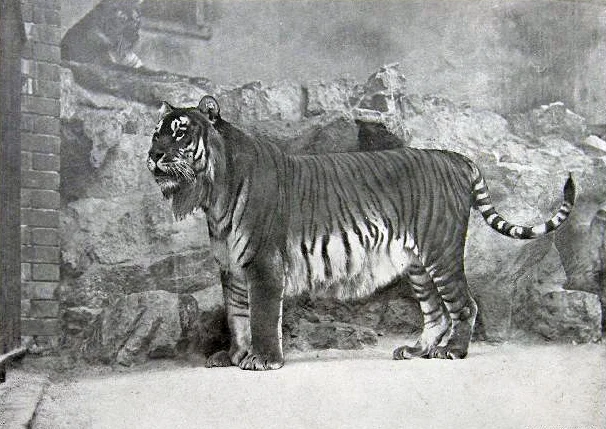 The Caspian Tiger at the Berlin Zoo.