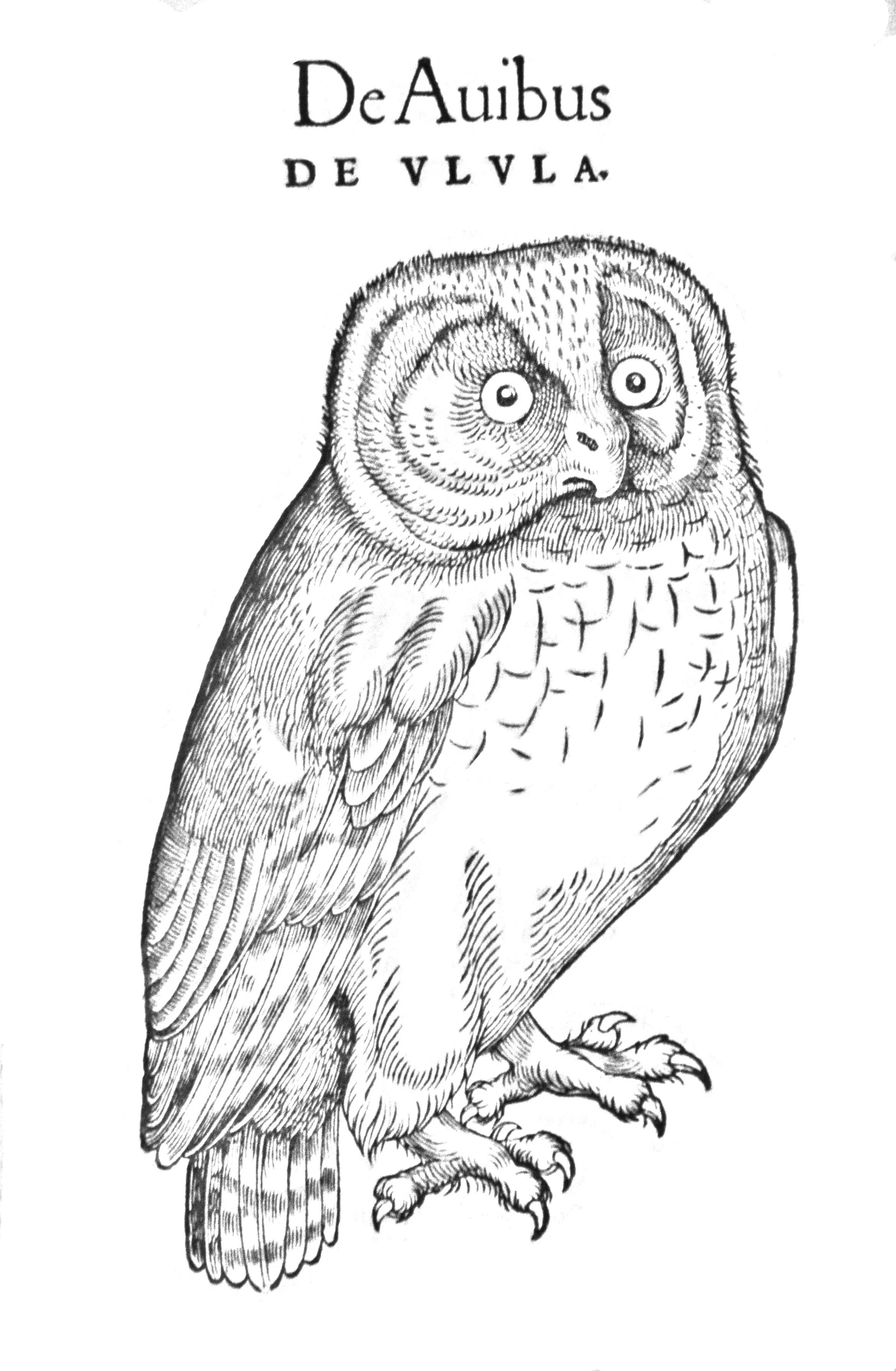 This is an owl from Conrad Gessner’s 1555 “History of Animals” or Historia of Animalium