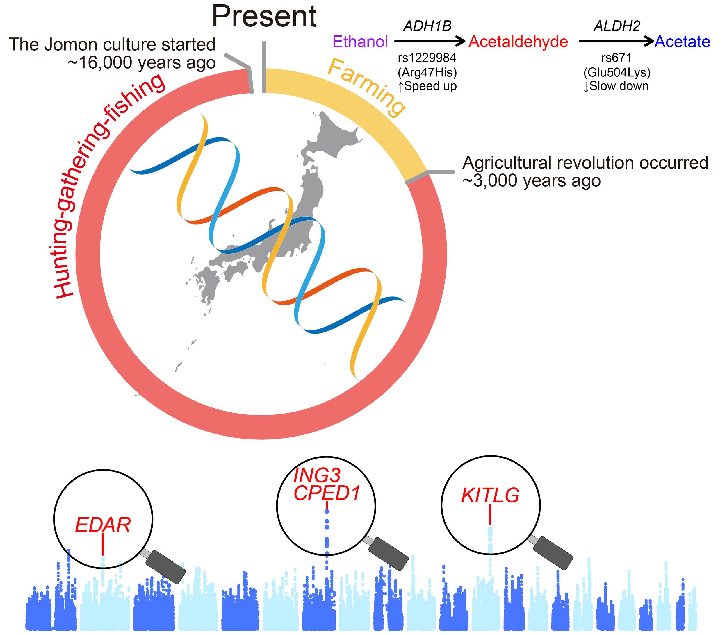 Selection scans of imputed ancient genomes reveal adaptive evolution in pre- and post-agricultural Japan