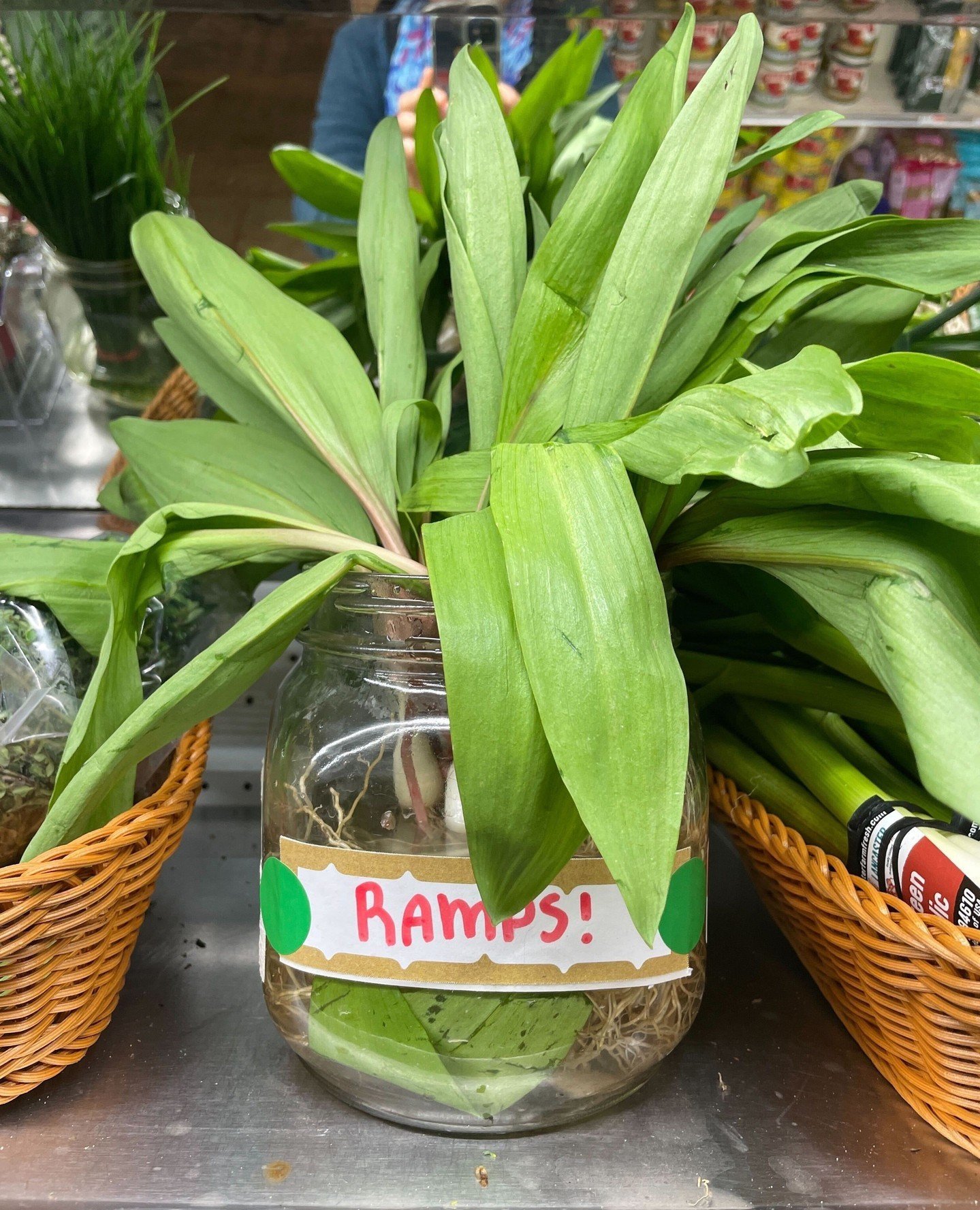 Happy spring everybody! We have ramps! 🌱🌱🌱🌱🌱⁠
⁠
[Image: Bright green ramps in a glass jar with water with label reading Ramps!]⁠
⁠
#greenehillfoodcoop #springveggies #onions #allium #wildonions #rampsrampsramps