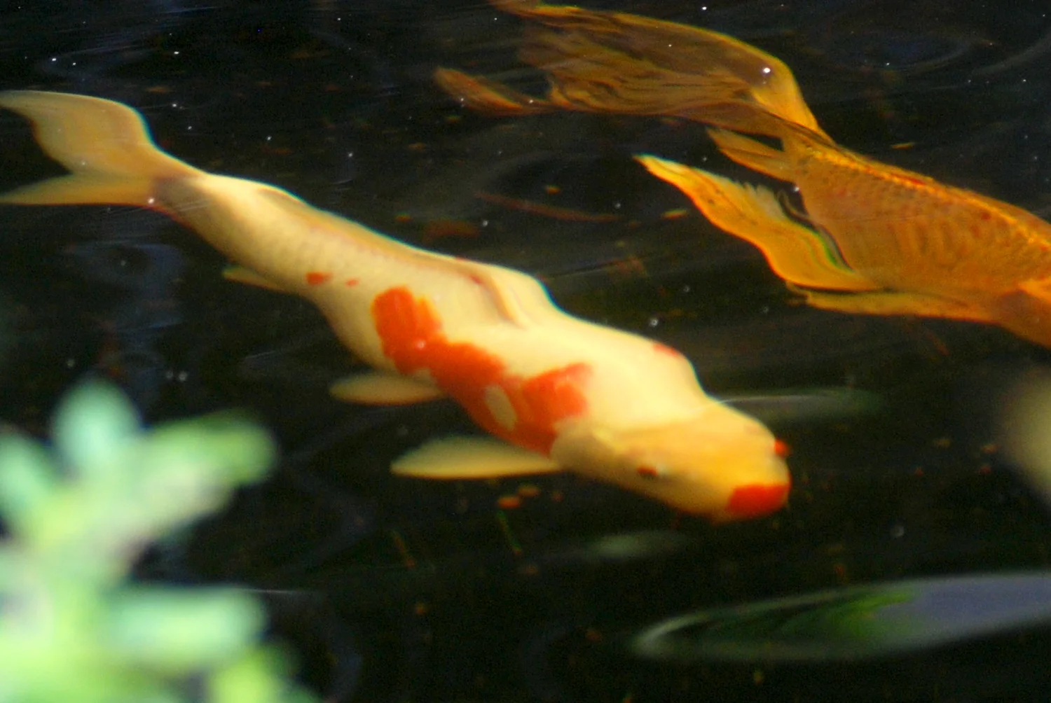 Formal Koi Pond 4.jpg