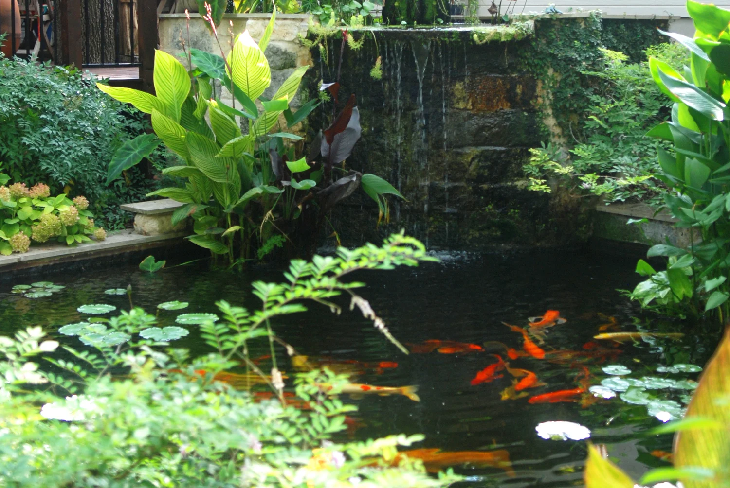 Formal Koi Pond 6.jpg