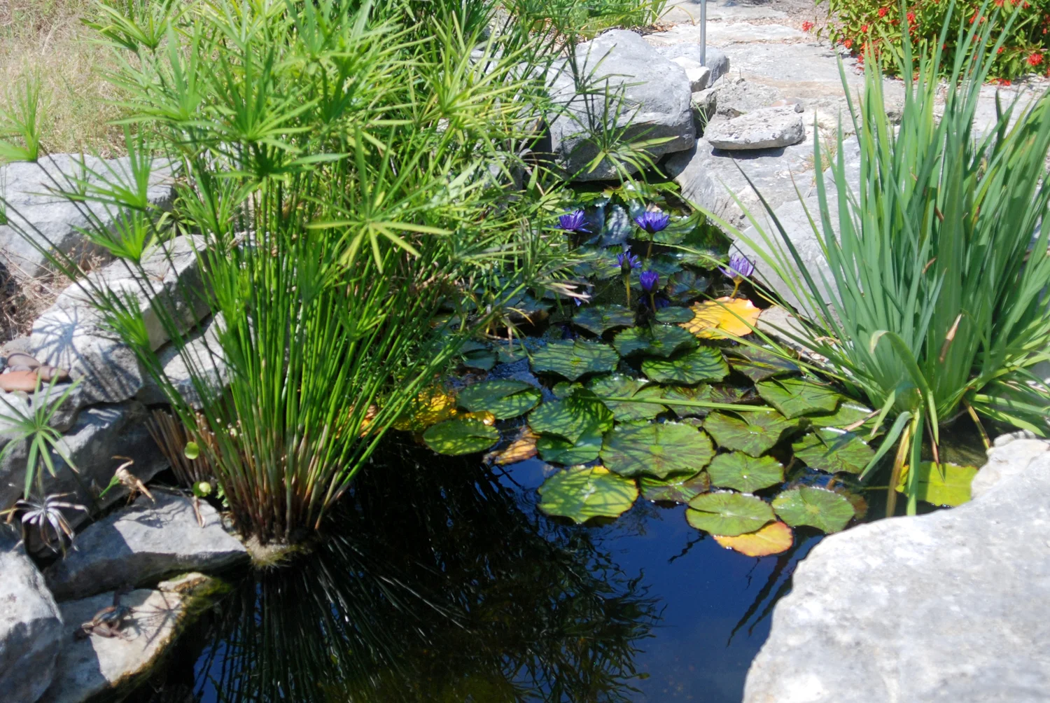 Versatile Koi Pond 5.jpg