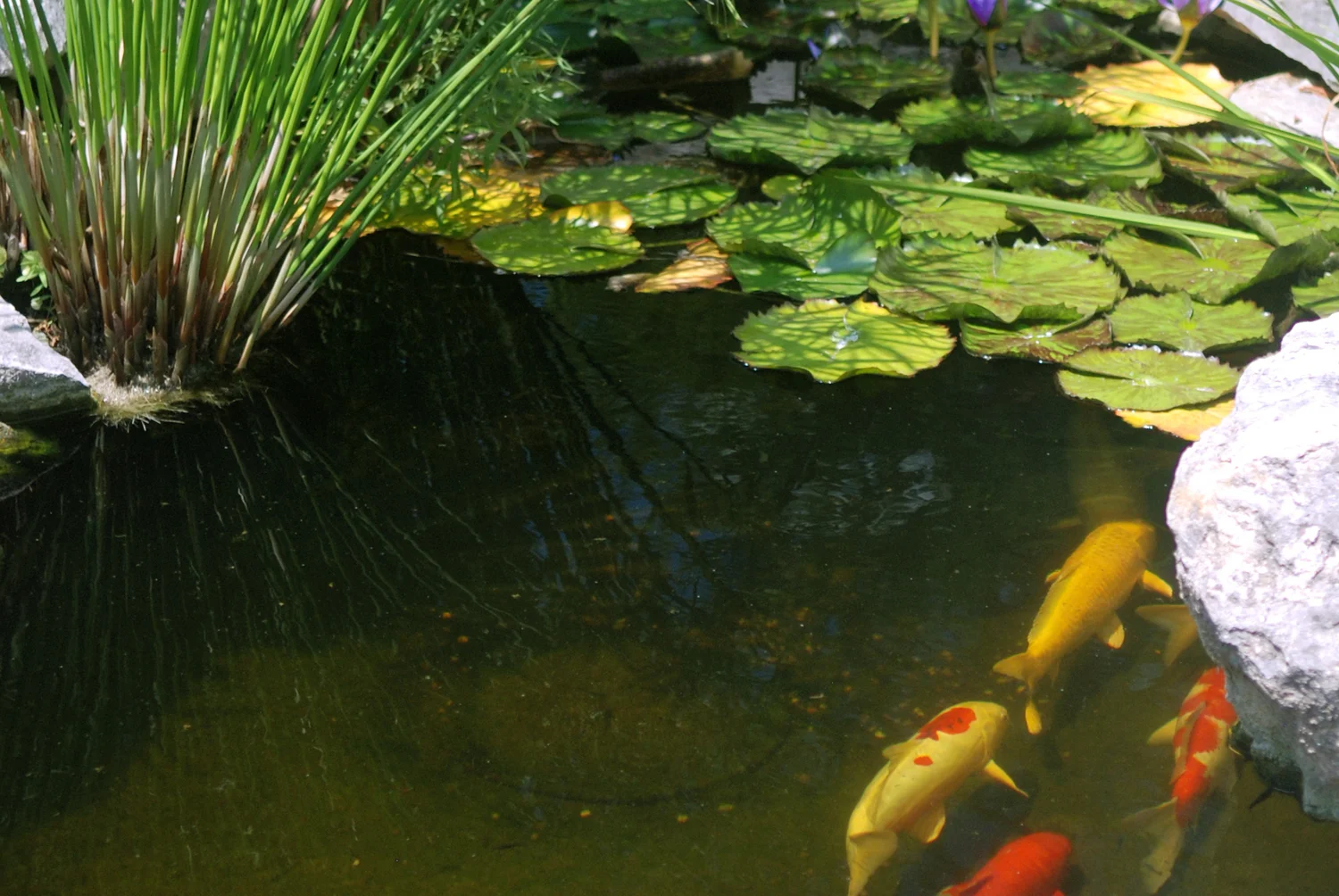 Versatile Koi Pond 3.jpg