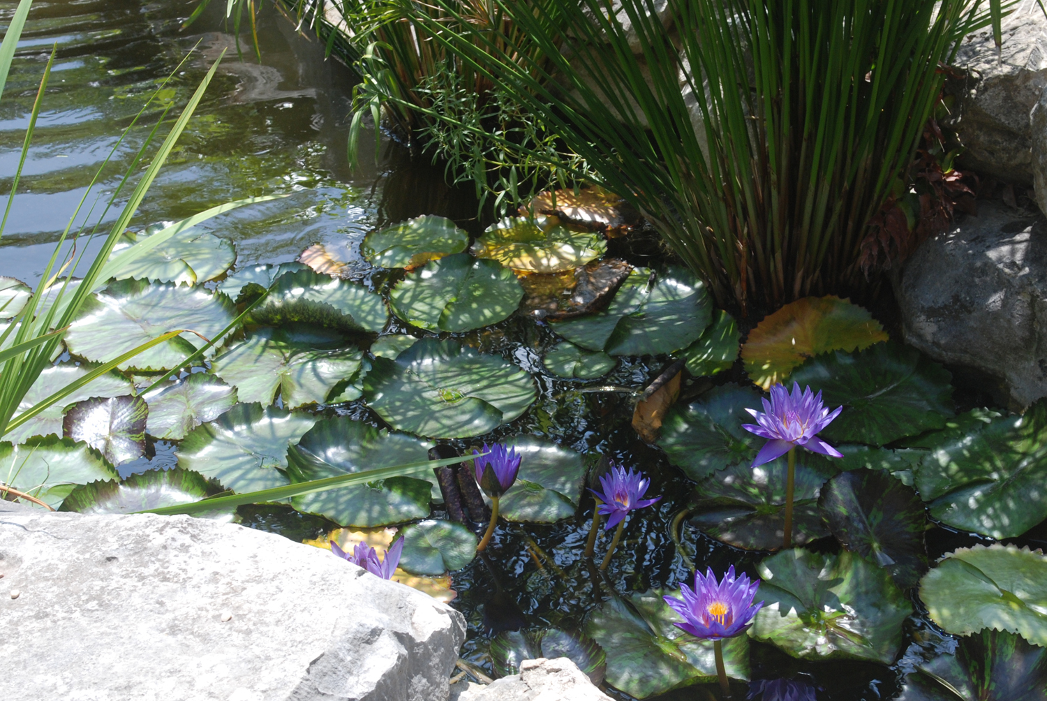 Versatile Koi Pond 1.jpg