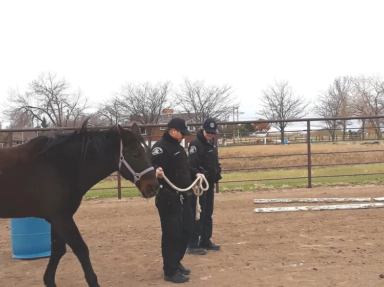 Boulder County Sheriff's team in a session with horses