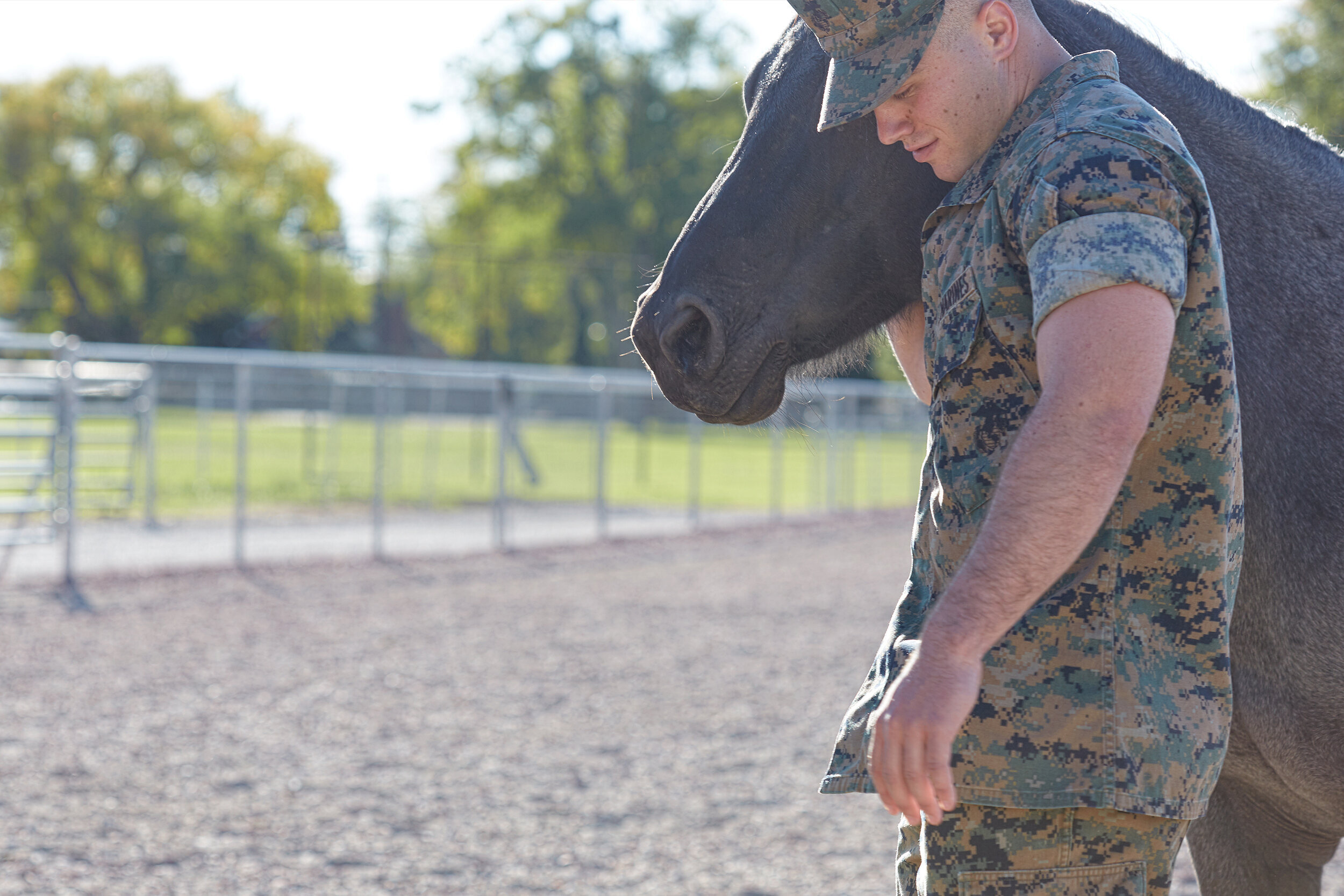 Operation Stallion Operation Equine