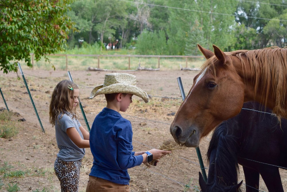 A young participant and facilitator greeting a horse