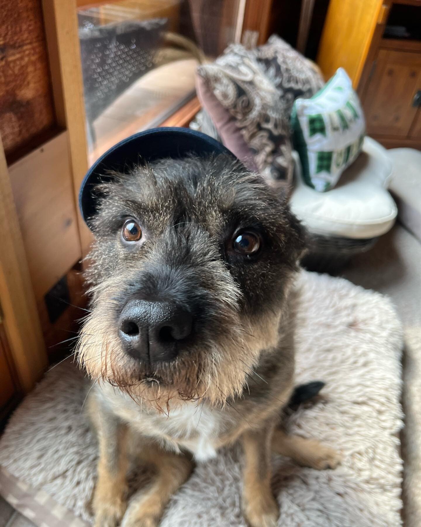 Go like our ✨ giveaway ✨ post for a chance to win a BJ Queen hat and t-shirt! Thank you to our model Naldo for showing off our gear! ⚙️ 🧰 🔧 🪛 

#dogs #advertising #adirondacks #eaglebay #inletny #moutains #hvac #tech #plumbing #septic #waterfiltra