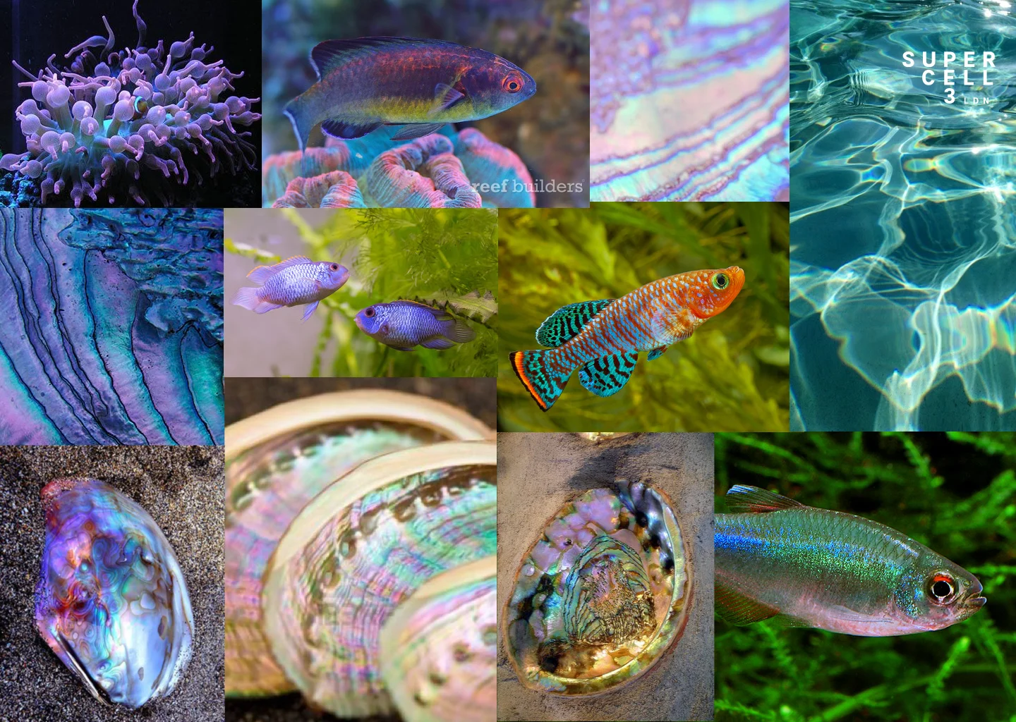 Concept: Iridescence Nature.jpg