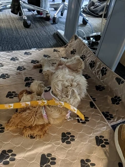 ↑ squishy gremlin: Daisy