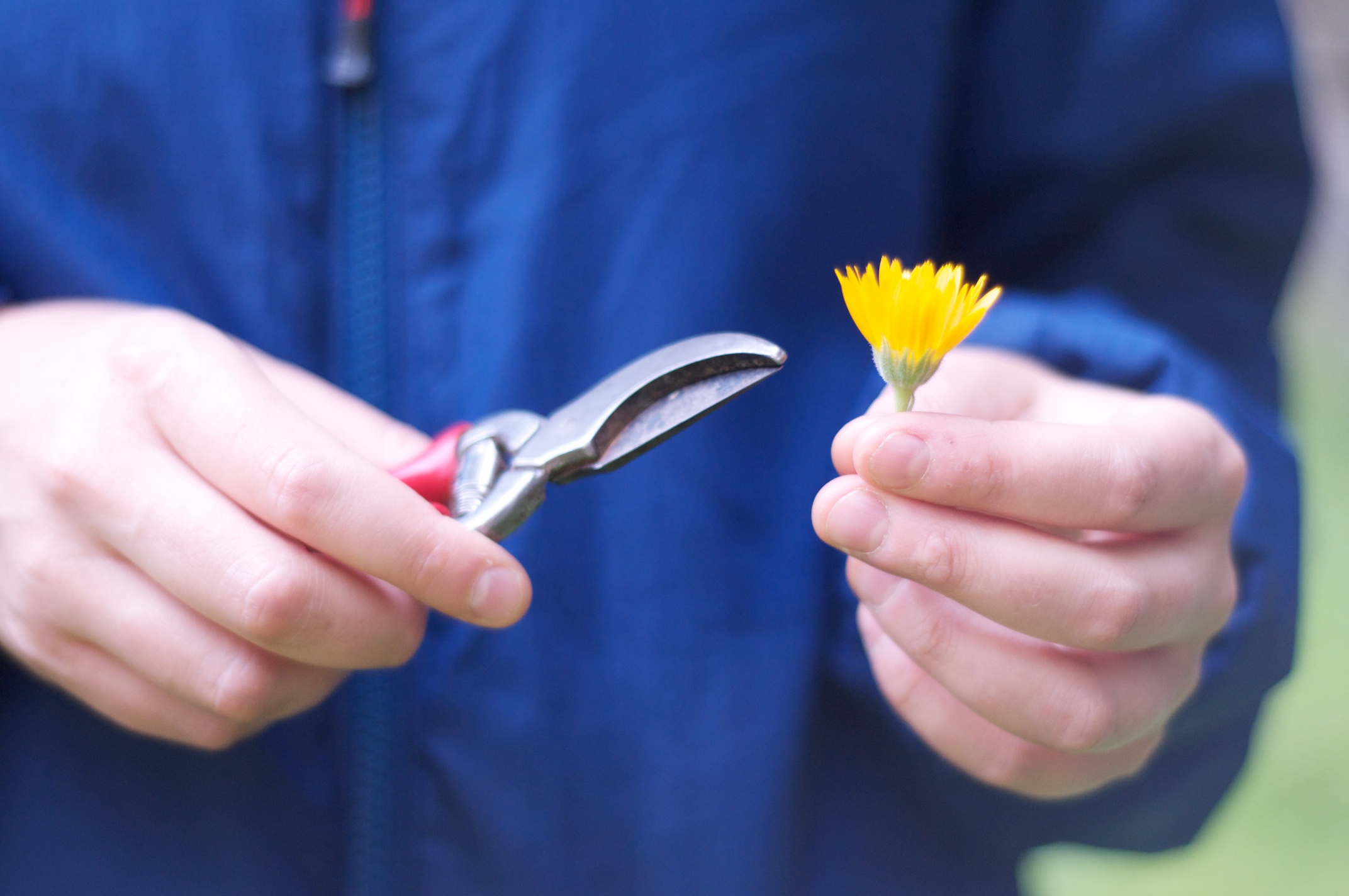Calendula.jpg