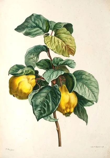 420px-Pancrace_Bessa00.jpg