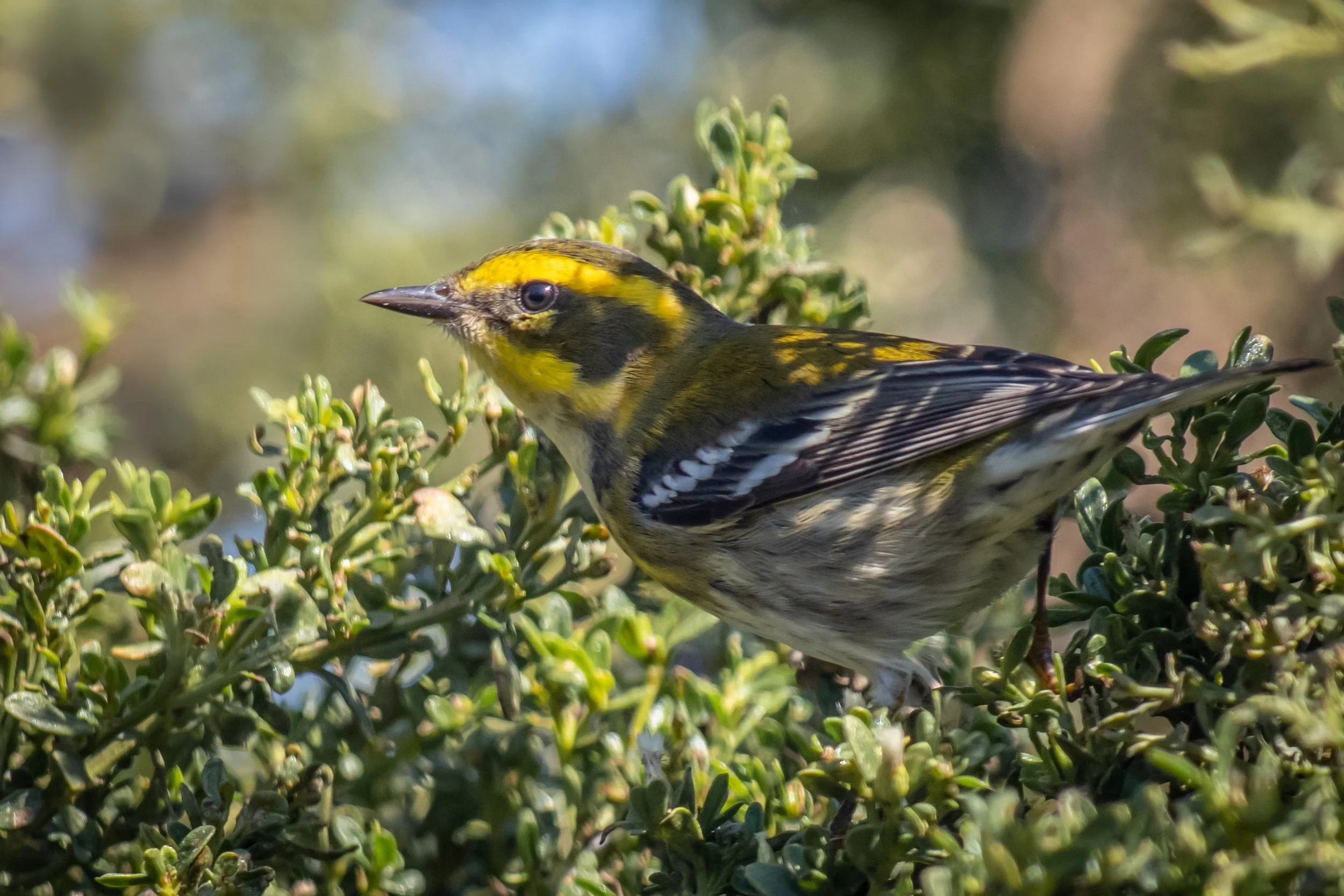 Whatever Life Throws at You, You Can Handle It