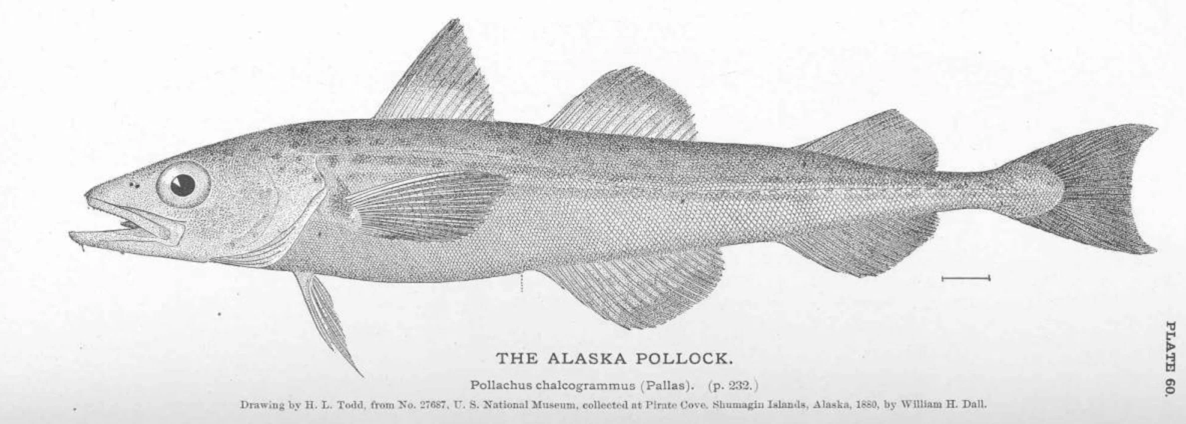 Drawing of Walleye pollock by H.L. Todd in Fisheries and Fishery Industries of the United States: Section I, Natural History of Useful Aquatic Animals, Plates. Image from the Freshwater and Marine Image Bank of the University of Washington .