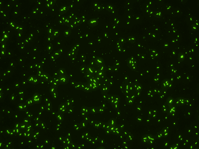   Legionella pneumophila IFA or DFA Test Kit   Intended for use in an indirect immunofluorescent assay (IFA) or Direct immunofluroescence assay (DFA) for the detection of Legionella pneumophila serogroups 1 through 6 and/or Legionella bozemanii, dumo