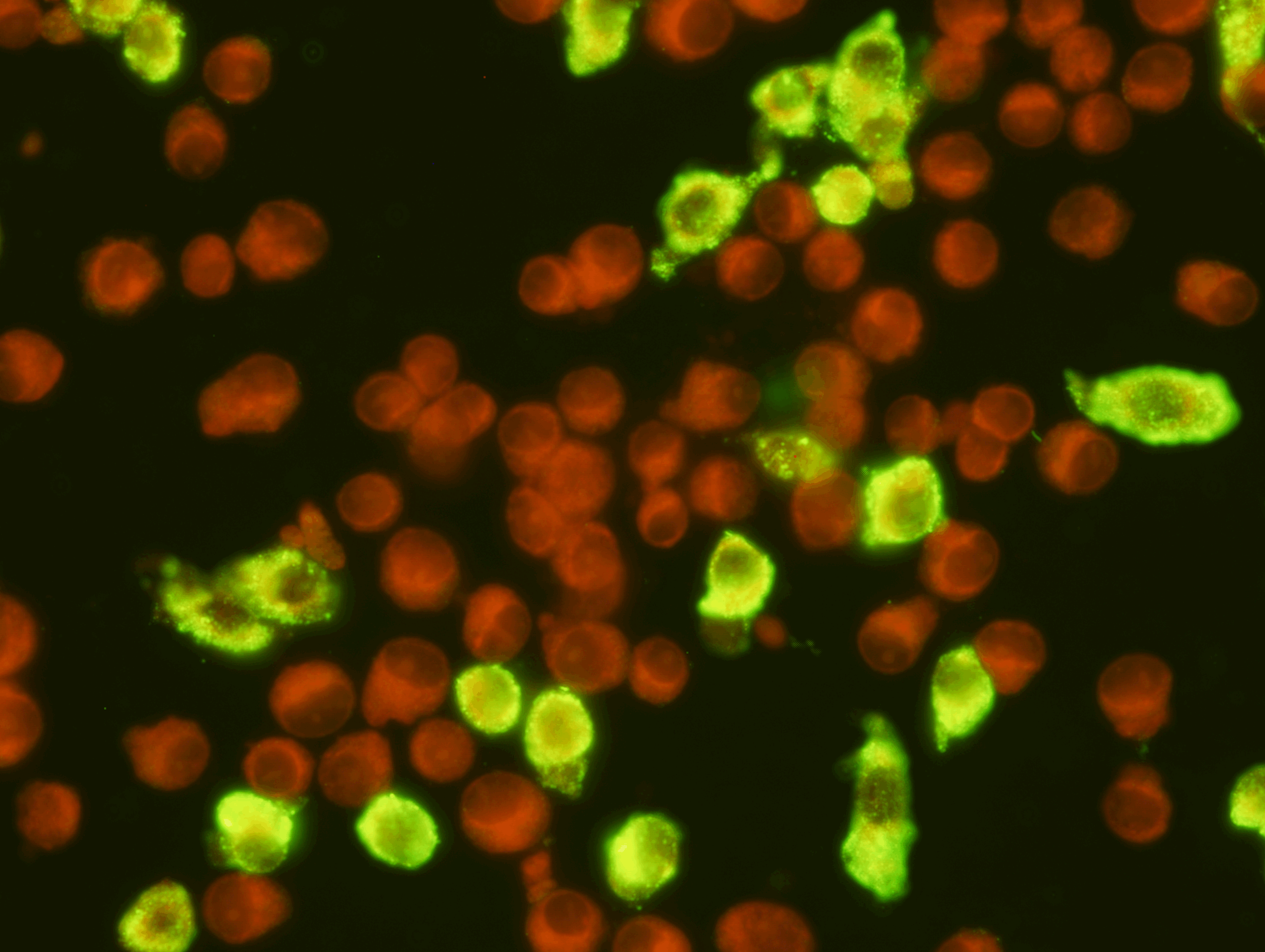   West Nile Virus Slide   For Research Use Only  Intended for the qualitative and semi-quantitative detection of IgG antibody to West Nile virus in human serum or plasma. The slide is intended as an aid in the diagnosis of infection with West Nile vi