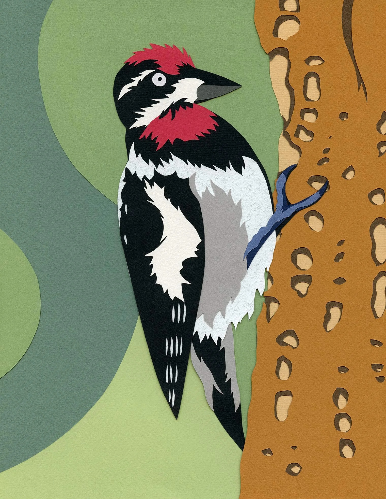 Sapsucker.jpg