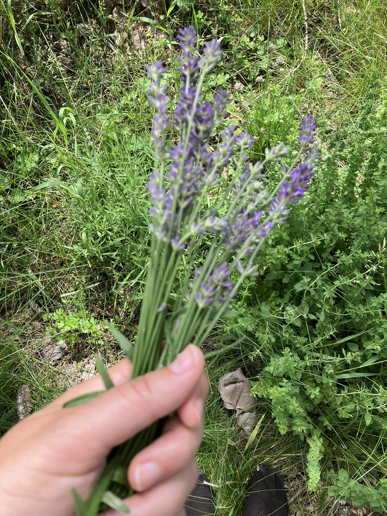 IMG_7480.JPEG