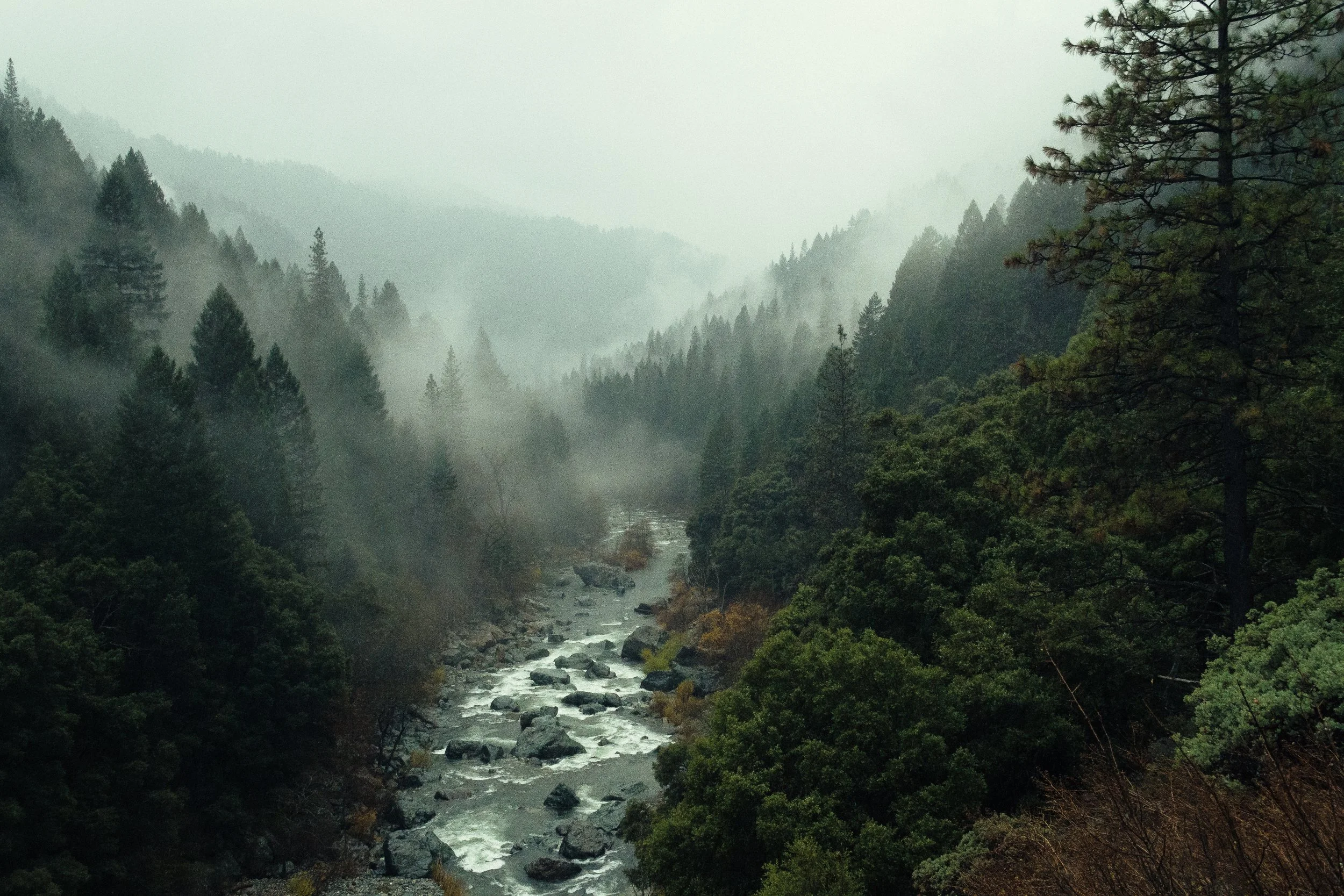 pine-watt-462535-unsplash.jpg