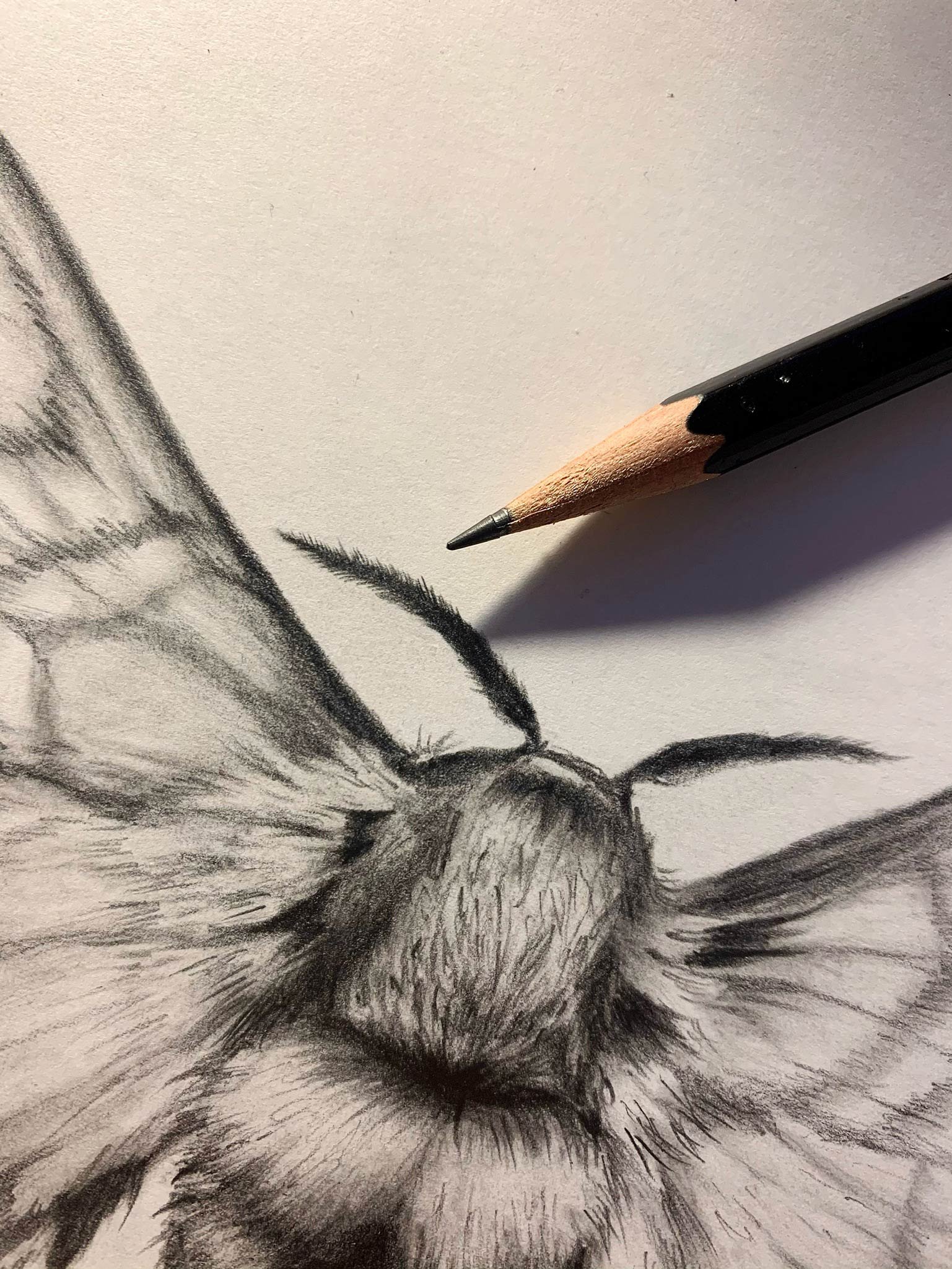 JaclynLeStudio_MothIllustration1.jpg