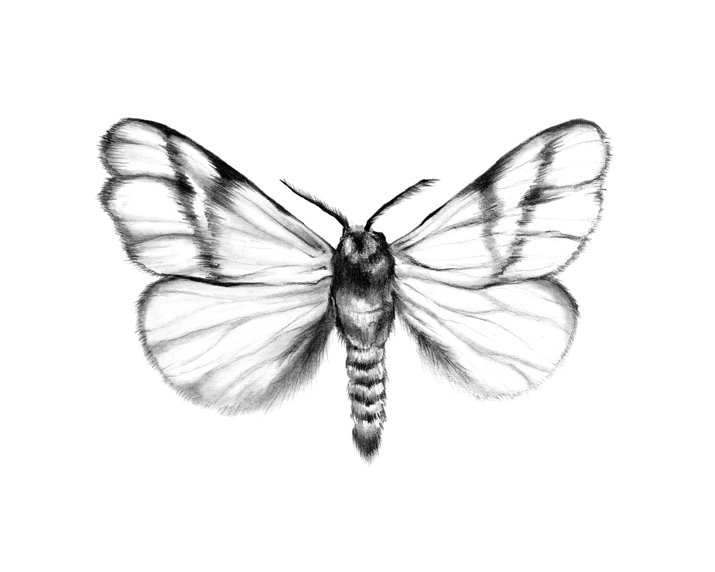 JaclynLeStudio_MothIllustration3.jpg
