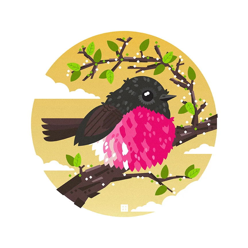 Pink Robin