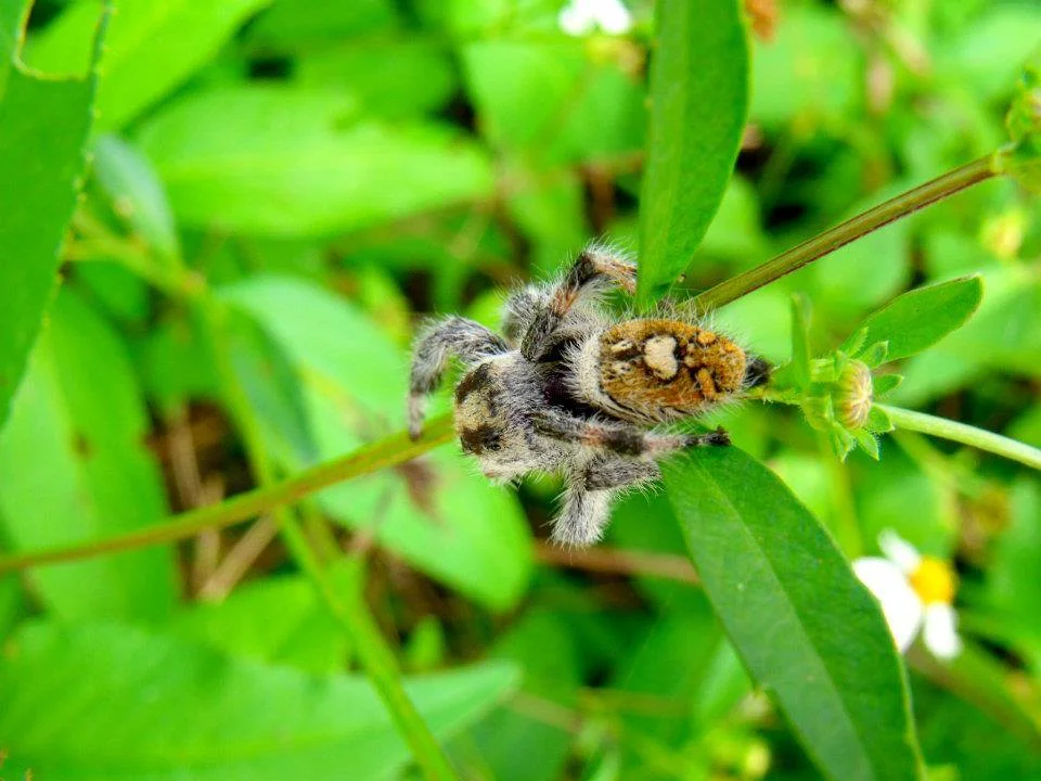 fuzzy.jpg