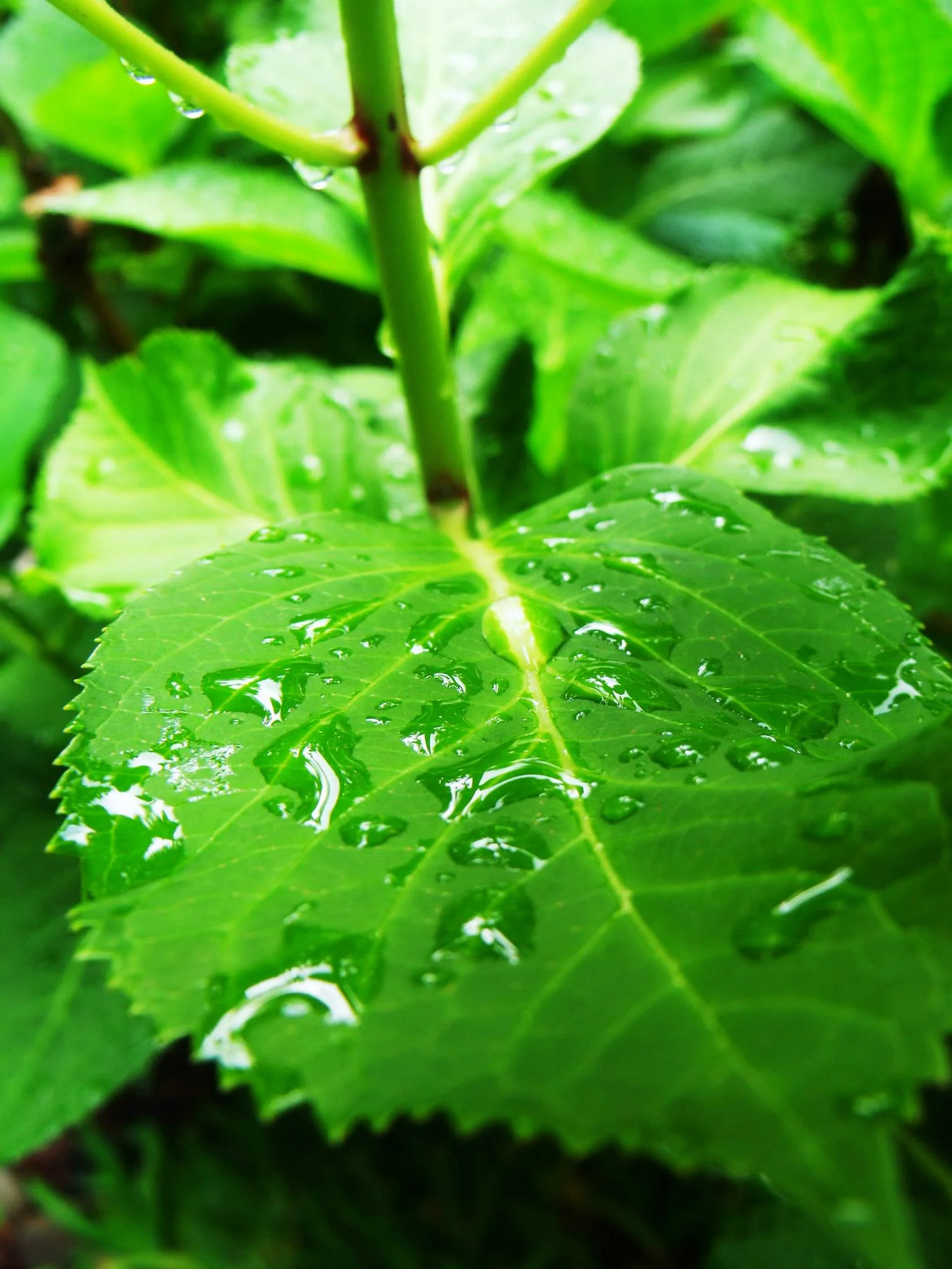 raindrops2.jpg