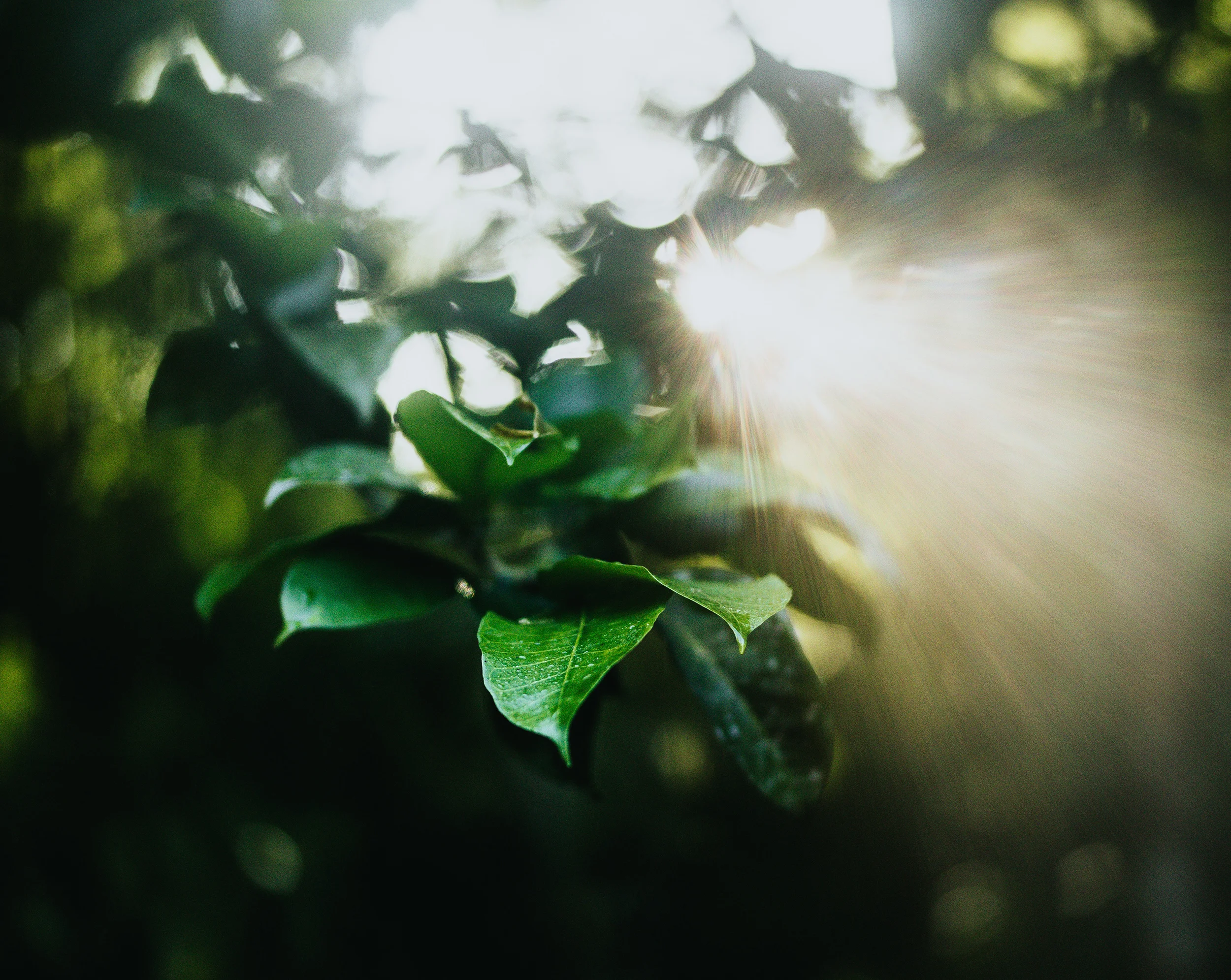 leaf_group.jpg