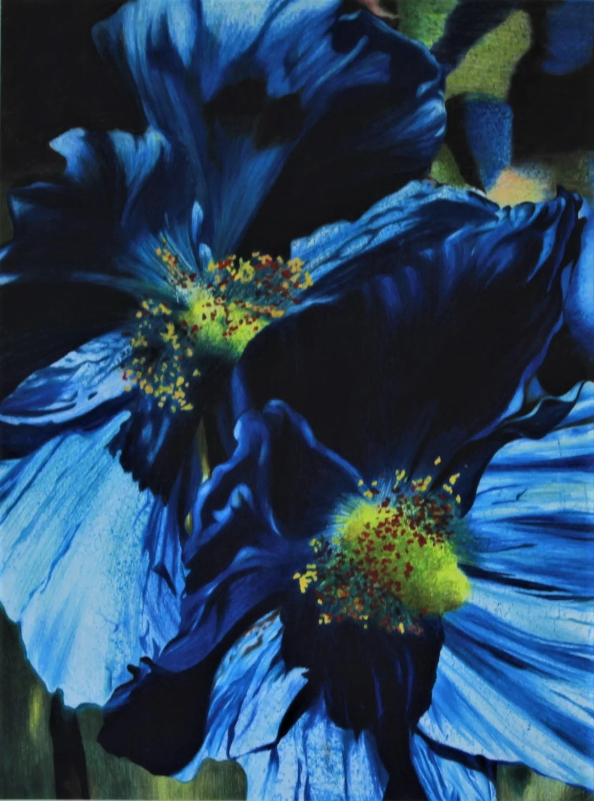hyper realistic-art-colored pencil- drawing- blue flowers- hannah sarfraz