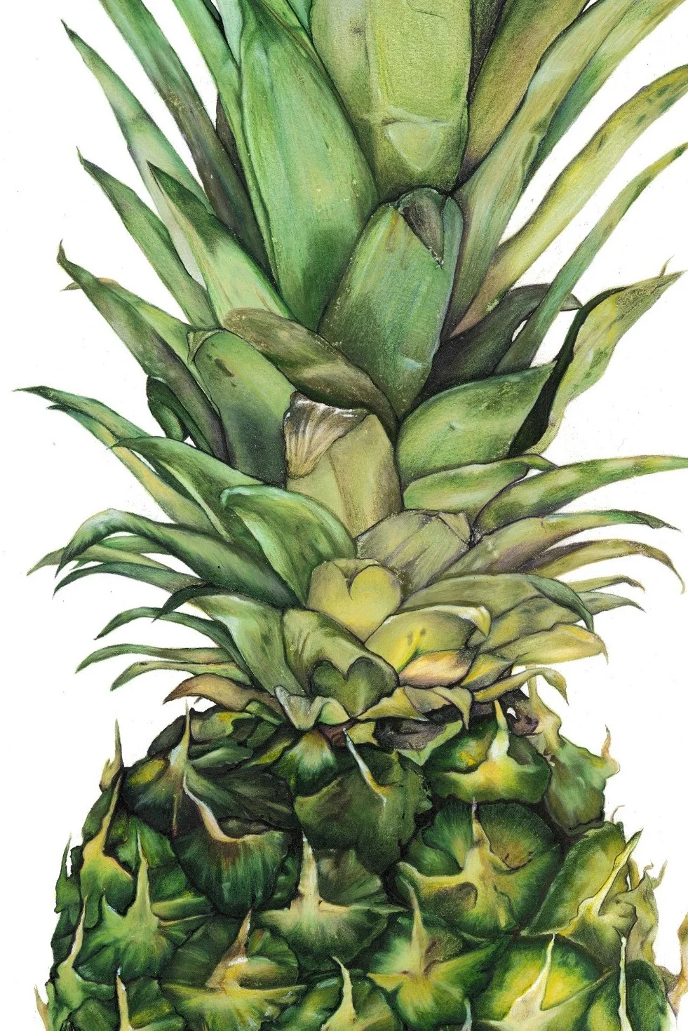 pineapple .jpg