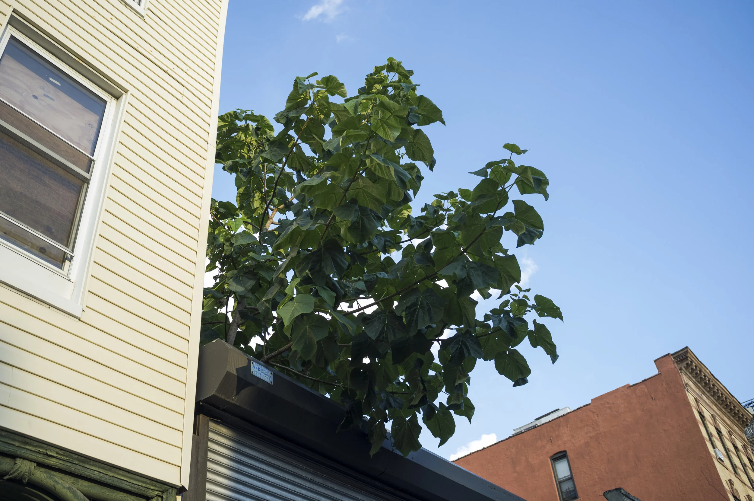bkleaf.jpg